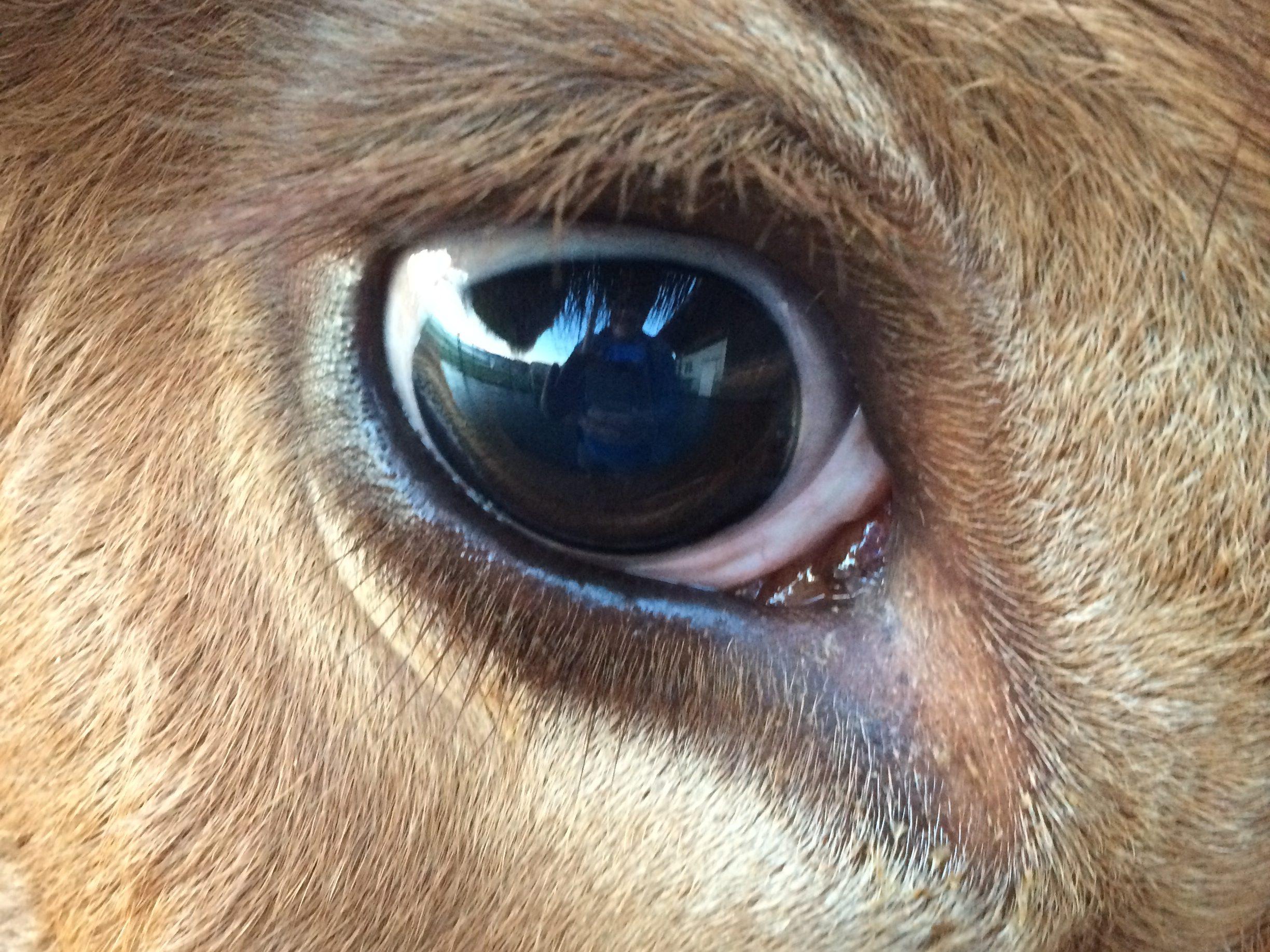 Les vaches voient mieux la nuit grâce à un tapetum lucidum, mais leur perception des contrastes et leur champ visuel influencent leur comportement et leur interaction.