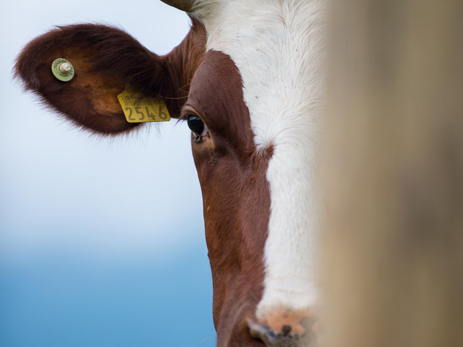 Kühe und Kälber zeigen Schmerzen oft unauffällig; frühes Erkennen und gezielte Behandlung verbessern Wohlbefinden, Leistung und Tierschutz.