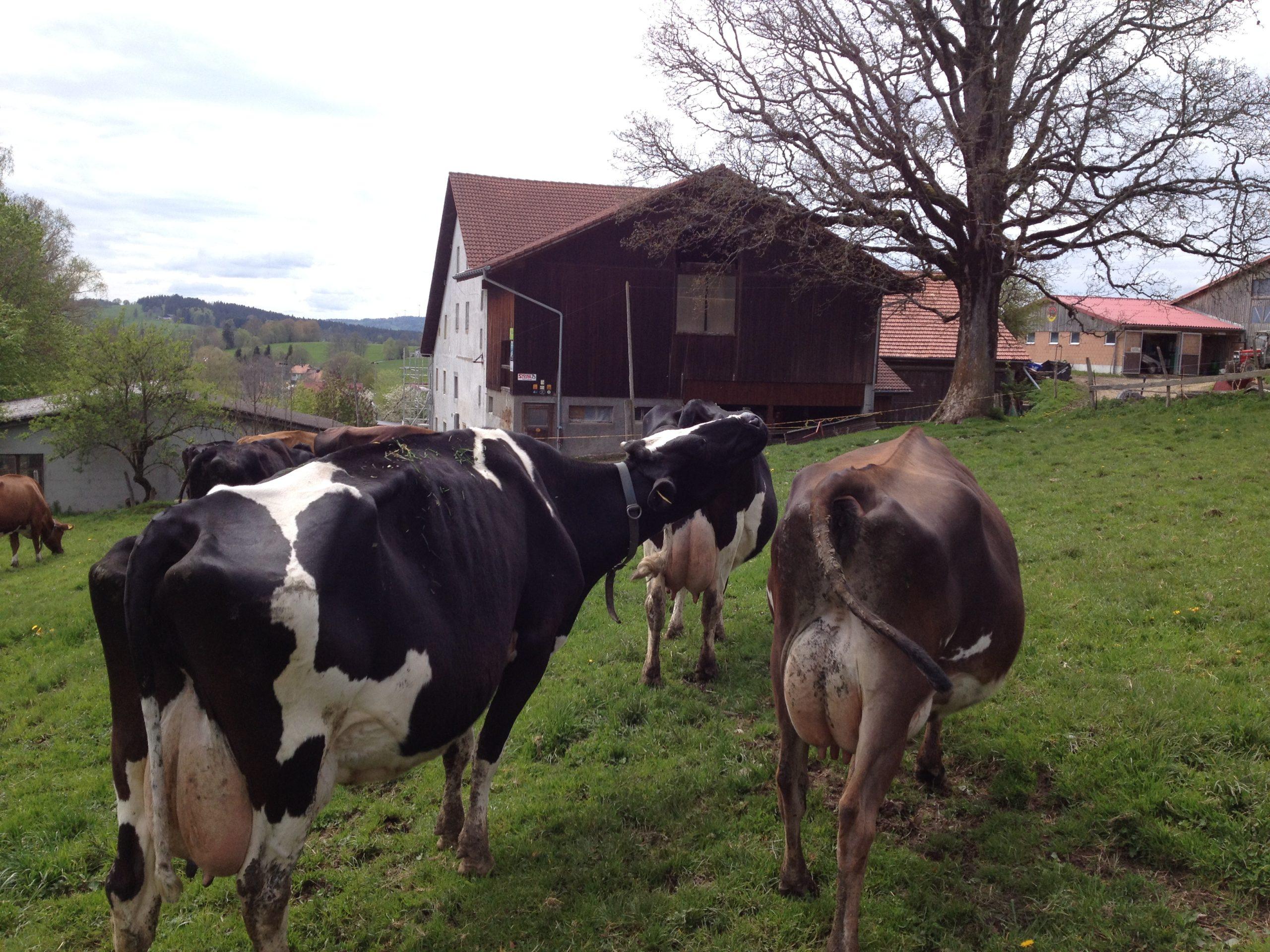 Erfahre, wie Zysten auf dem Eierstock bei Kühen erkannt, behandelt und durch bessere Energieversorgung verhindert werden.