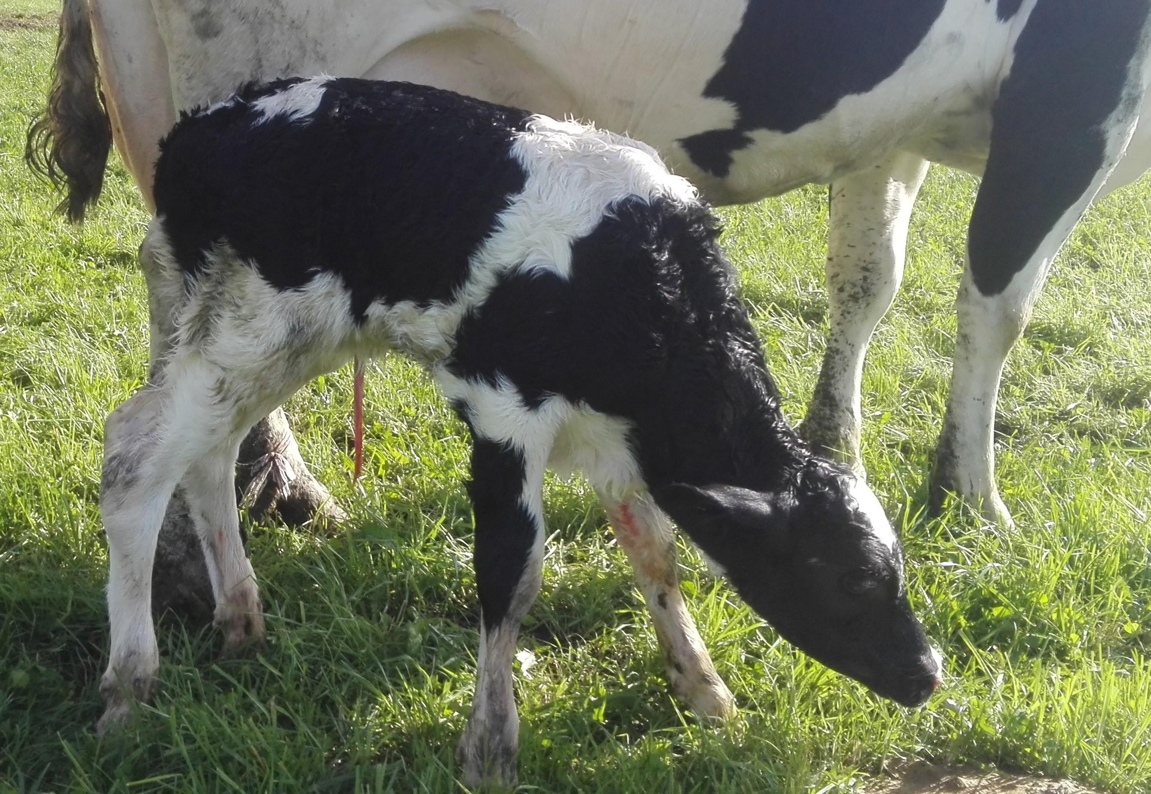 Nabelerkrankungen bei Kälbern, wie Entzündungen, Brüche oder Fisteln, erfordern schnelle tierärztliche Behandlung, um lebensbedrohliche Komplikationen zu vermeiden.