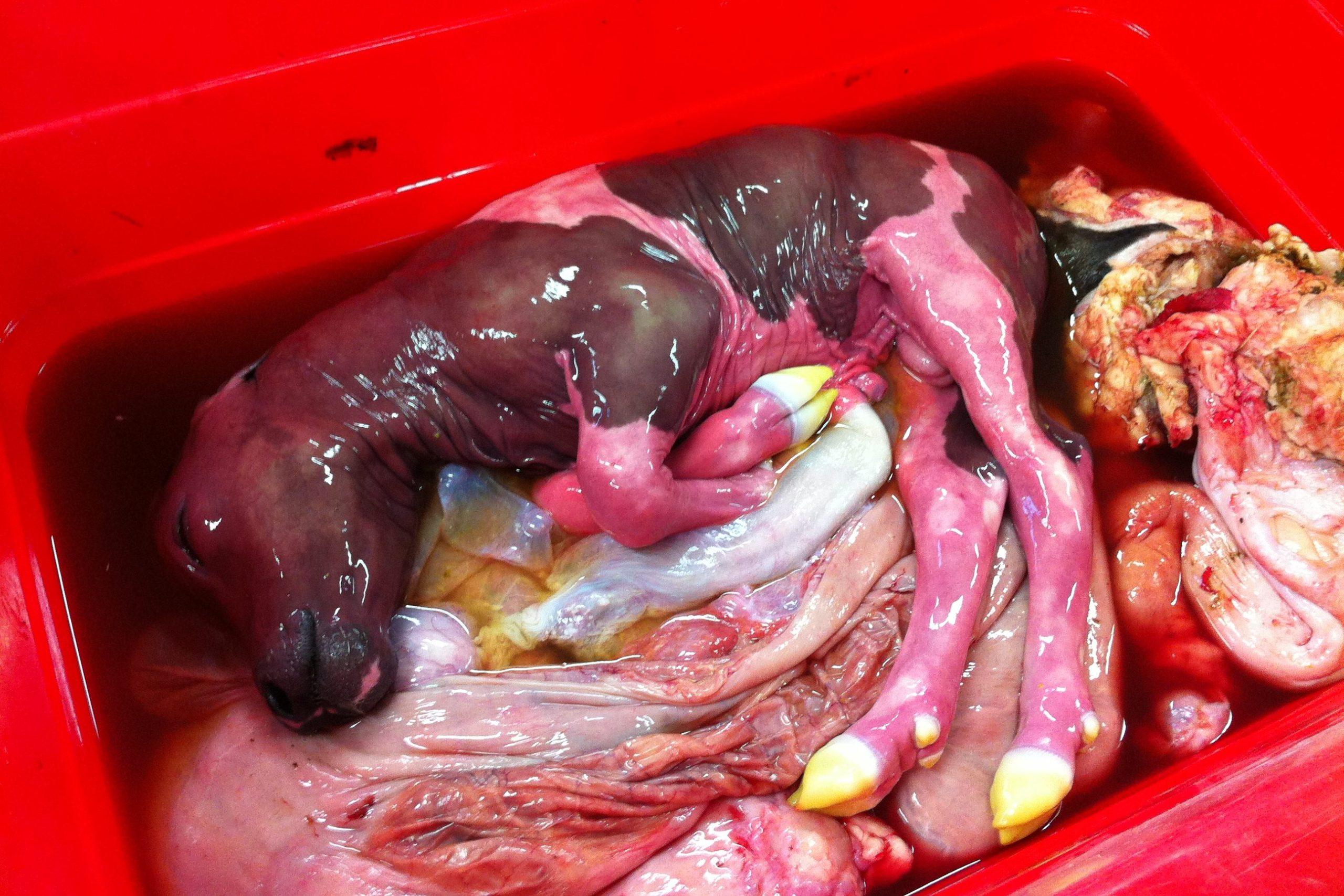 Coxiellose verursacht Aborte bei Rindern und ist als meldepflichtige Zoonose leicht auf den Menschen übertragbar, mit hohem Risiko für Schwangere.