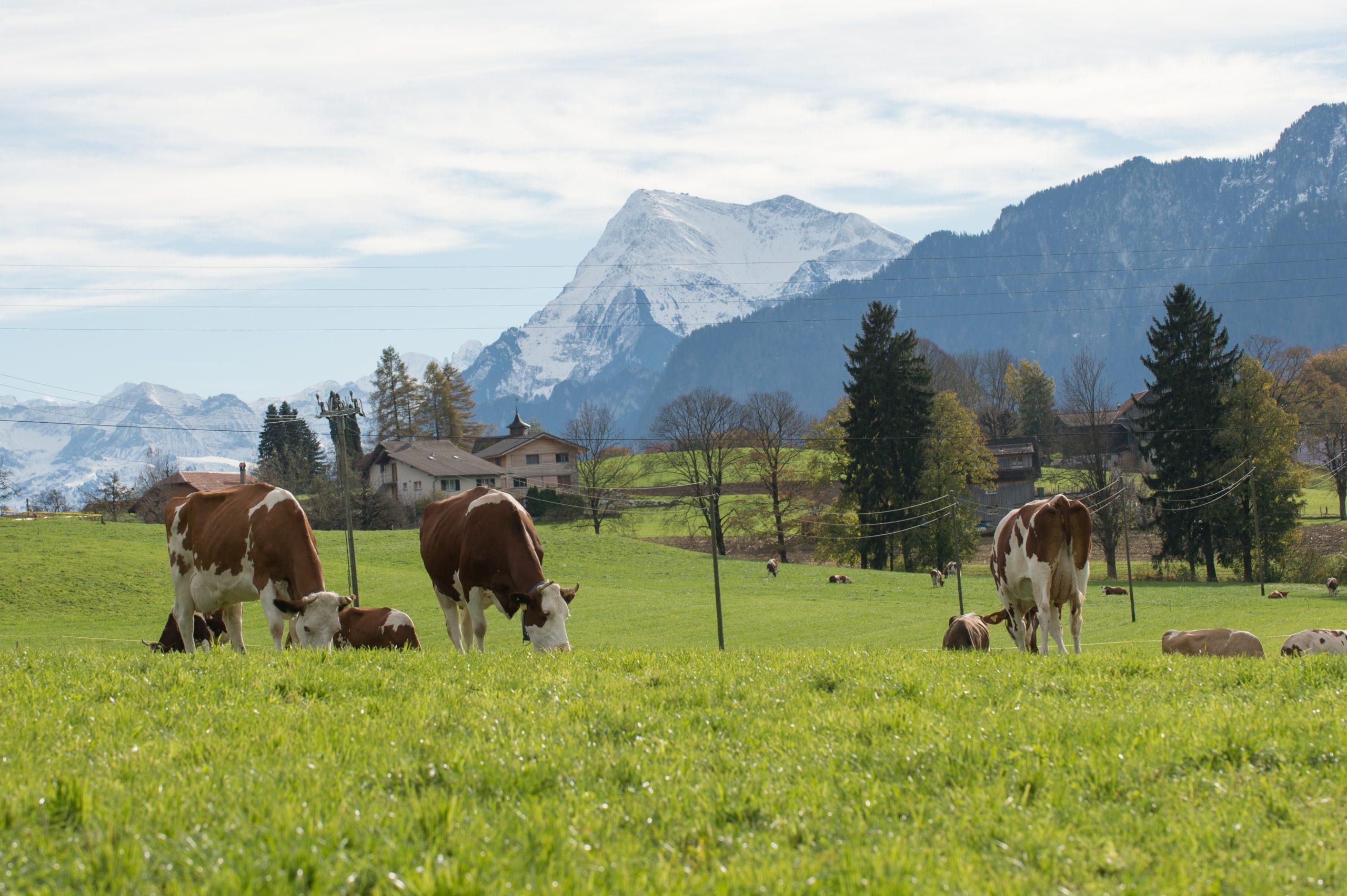 Les oligo-éléments essentiels comme le fer, l'iode, le zinc et le sélénium influencent la santé et la fertilité du bétail, nécessitant une surveillance régulière pour éviter déficits ou excès.