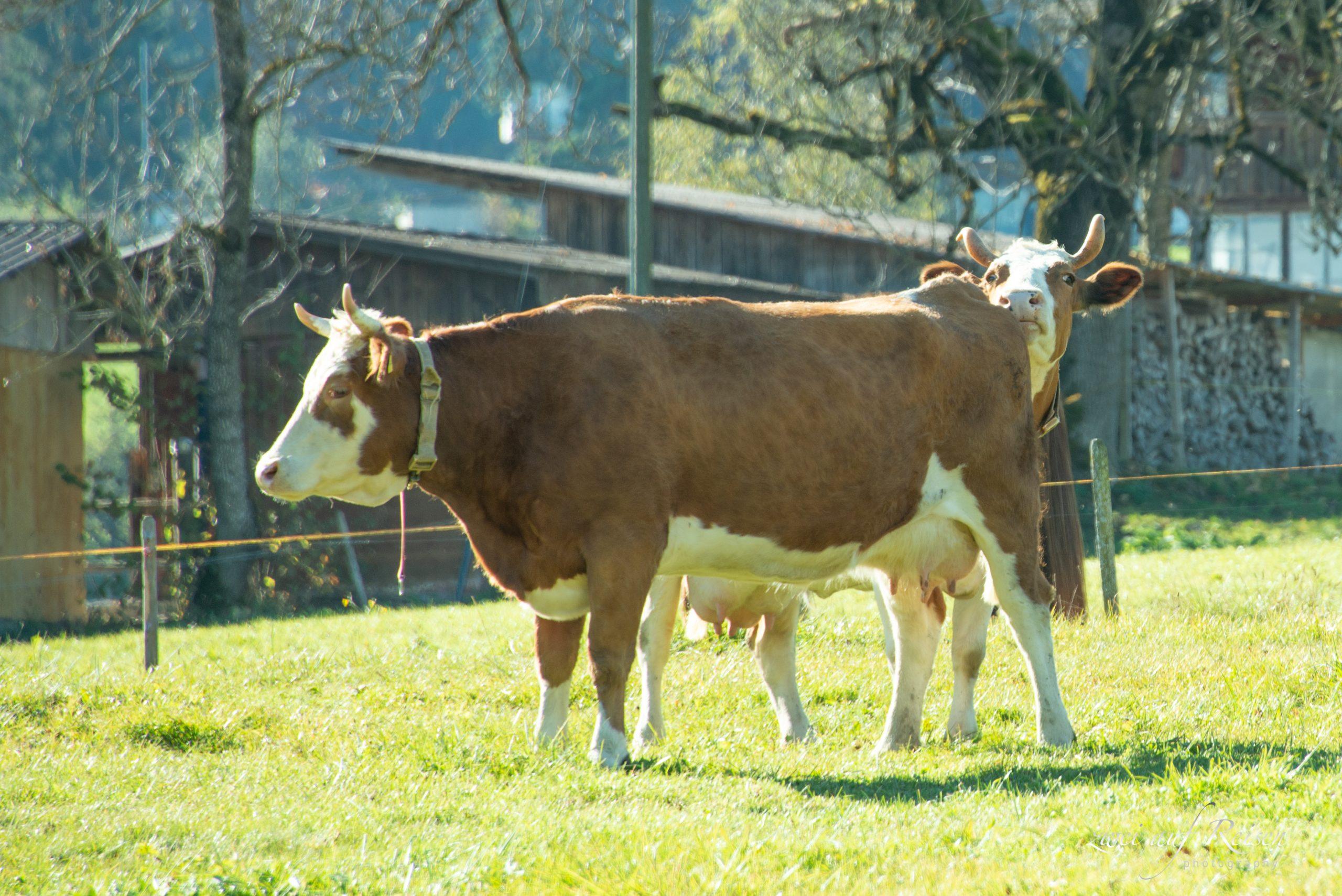 Während der verschiedenen Phasen eines Brunstzyklus ändern sich der Hormonhaushalt, das Verhalten und die Geschlechtsorgane der Kuh.