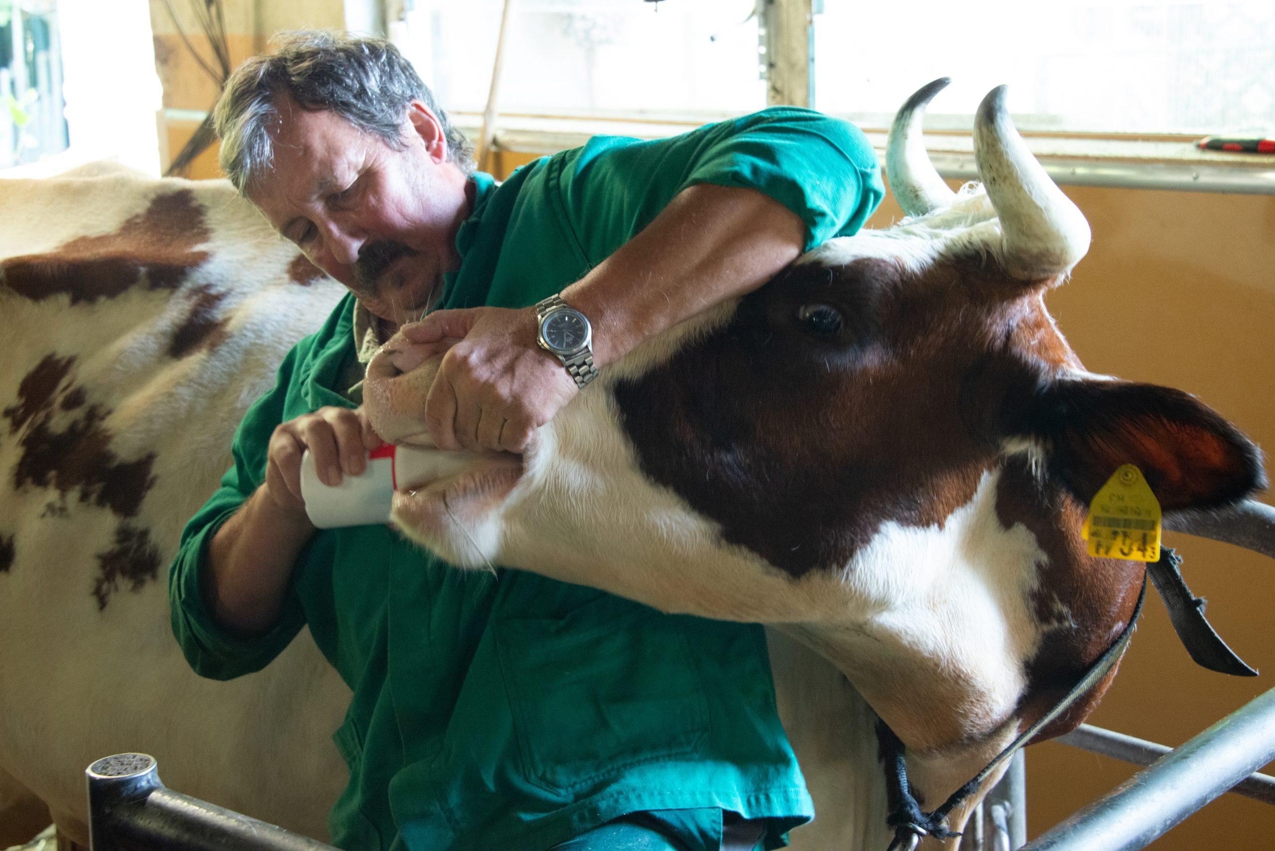 Eine ausgewogene Ernährung, rechtzeitige Kalziumpräparate und Berücksichtigung von Risikofaktoren wie Galt- und Jahreszeit sind entscheidend zur Vorbeugung von Milchfieber bei Kühen.