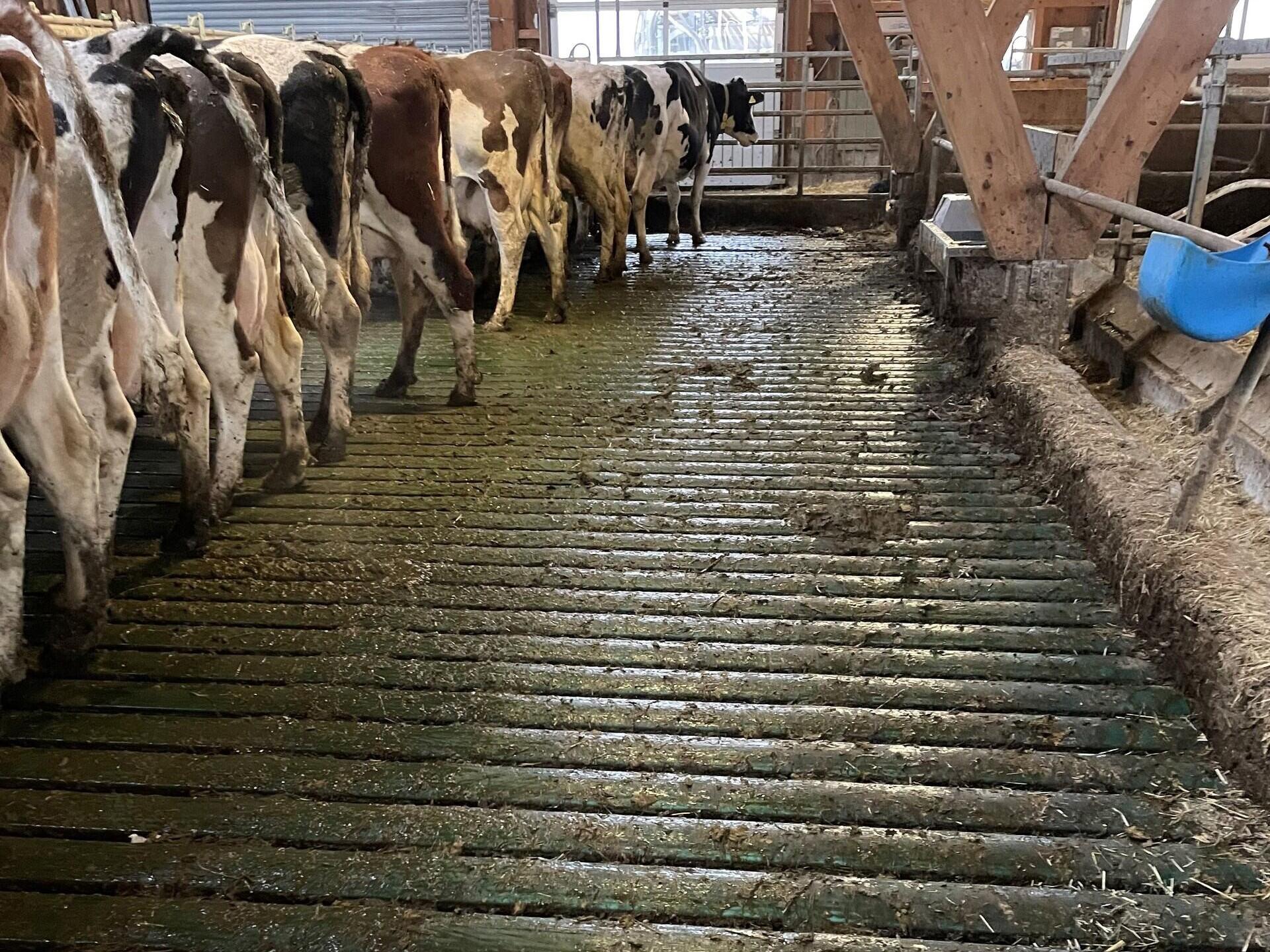 Optimale Stallböden für Kühe: Rutschfeste, weiche Gummibeläge fördern das Brunstgeschehen, Gesundheit und Wohlbefinden.