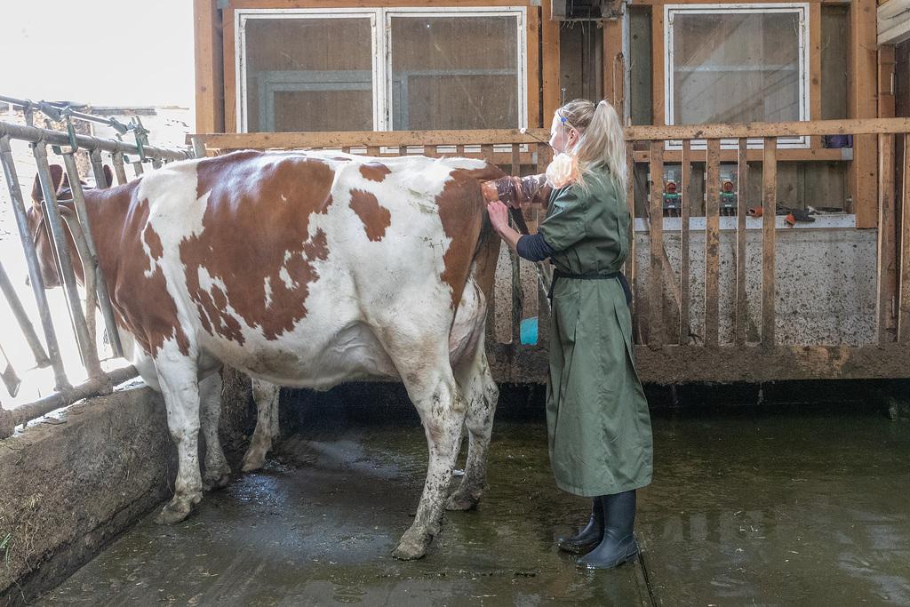 Die tierschonende und profesionelle Samenübertragung: So arbeitet man sicher und hygienisch für einen guten Besamungserfolg.