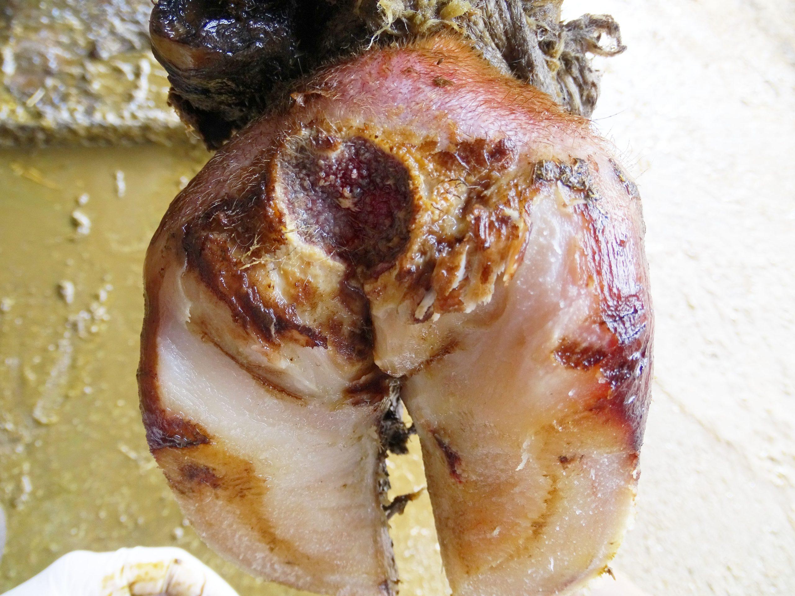 Mortellaro bei Kühen: Ursachen, Stadien und Verlauf der Klauenkrankheit sowie wirksame Behandlung, Hygiene- und Präventionsmassnahmen im Milchviehbestand.