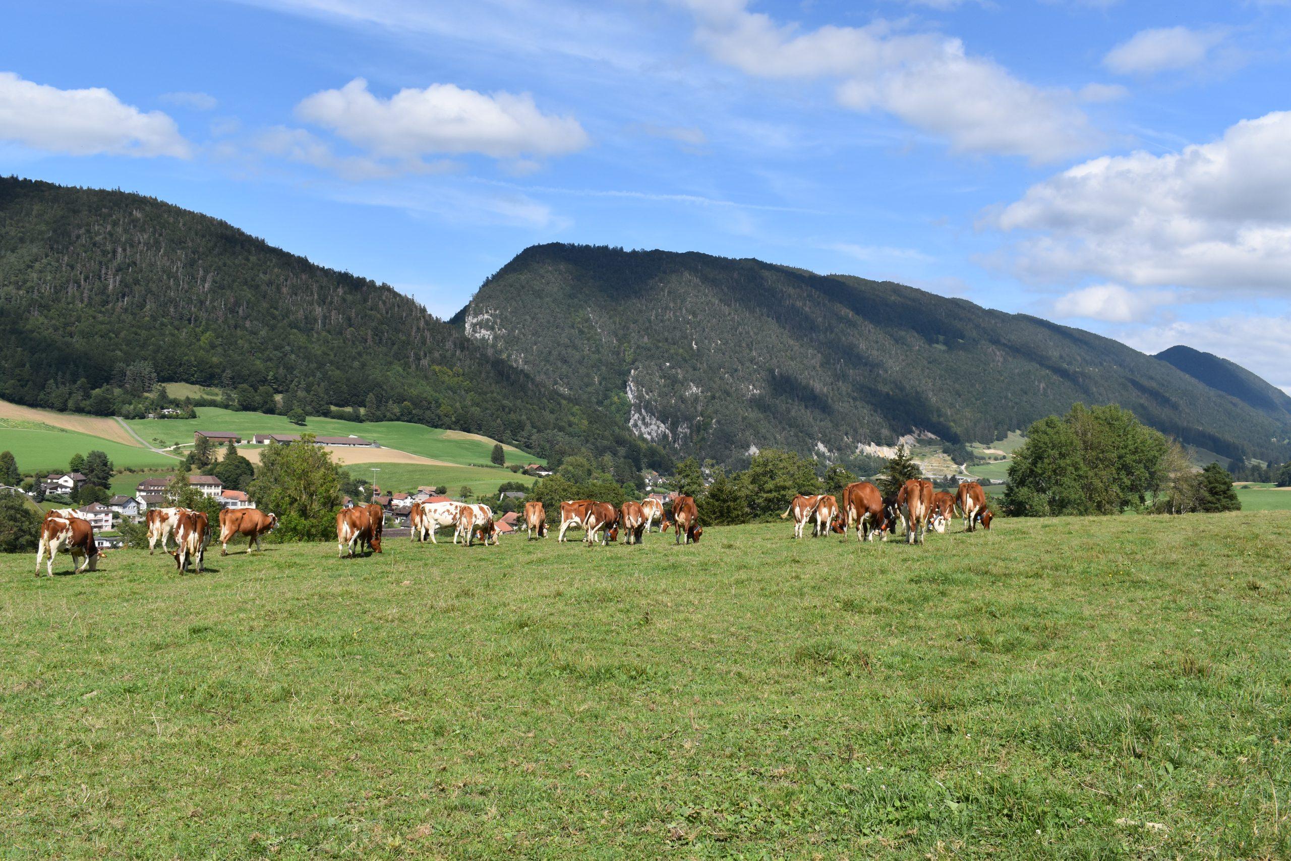 Der Curatop-Bolus versorgt Galtkühe mit Spurenelementen und Vitaminen, stärkt Immunität und Regeneration und fördert vitale Kälber zum Laktationsstart.
