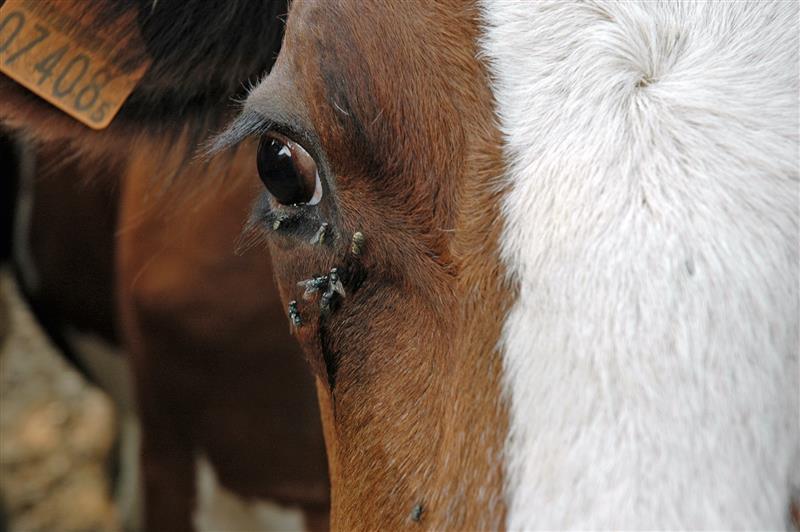 Frühzeitige Insektenbekämpfung im Frühling schützt Rinder vor Leistungsrückgang und Krankheiten durch Fliegen, Mücken, Zecken und Dassellarven.
