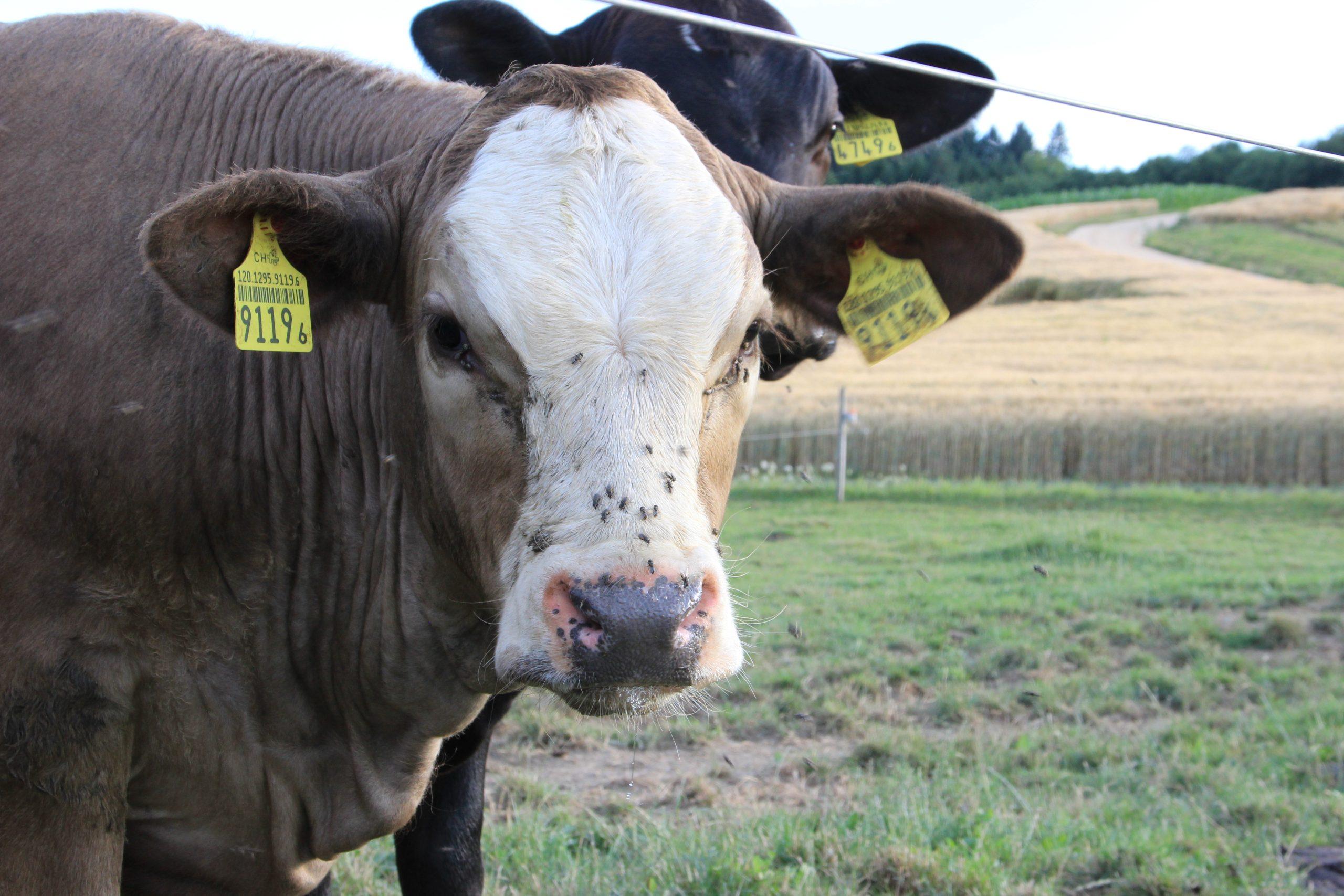 Weidekeratitis ist eine schmerzhafte, ansteckende Augenentzündung beim Rind, die vor allem im Sommer auftritt und Behandlung sowie Vorbeugung erfordert.