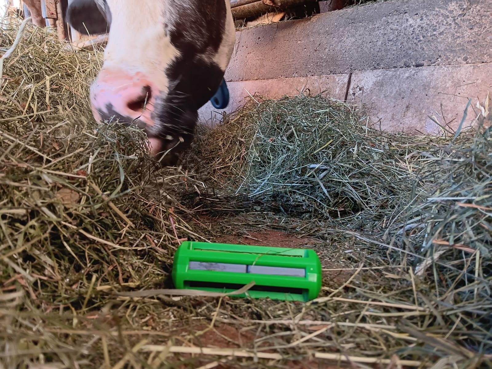 Verschluckte Metallteile im Futter verursachen bei Kühen Haubenverletzungen, Entzündungen und Leistungsabfall; Symptome, Diagnose, Behandlung und Prävention mit Magneten werden erläutert.