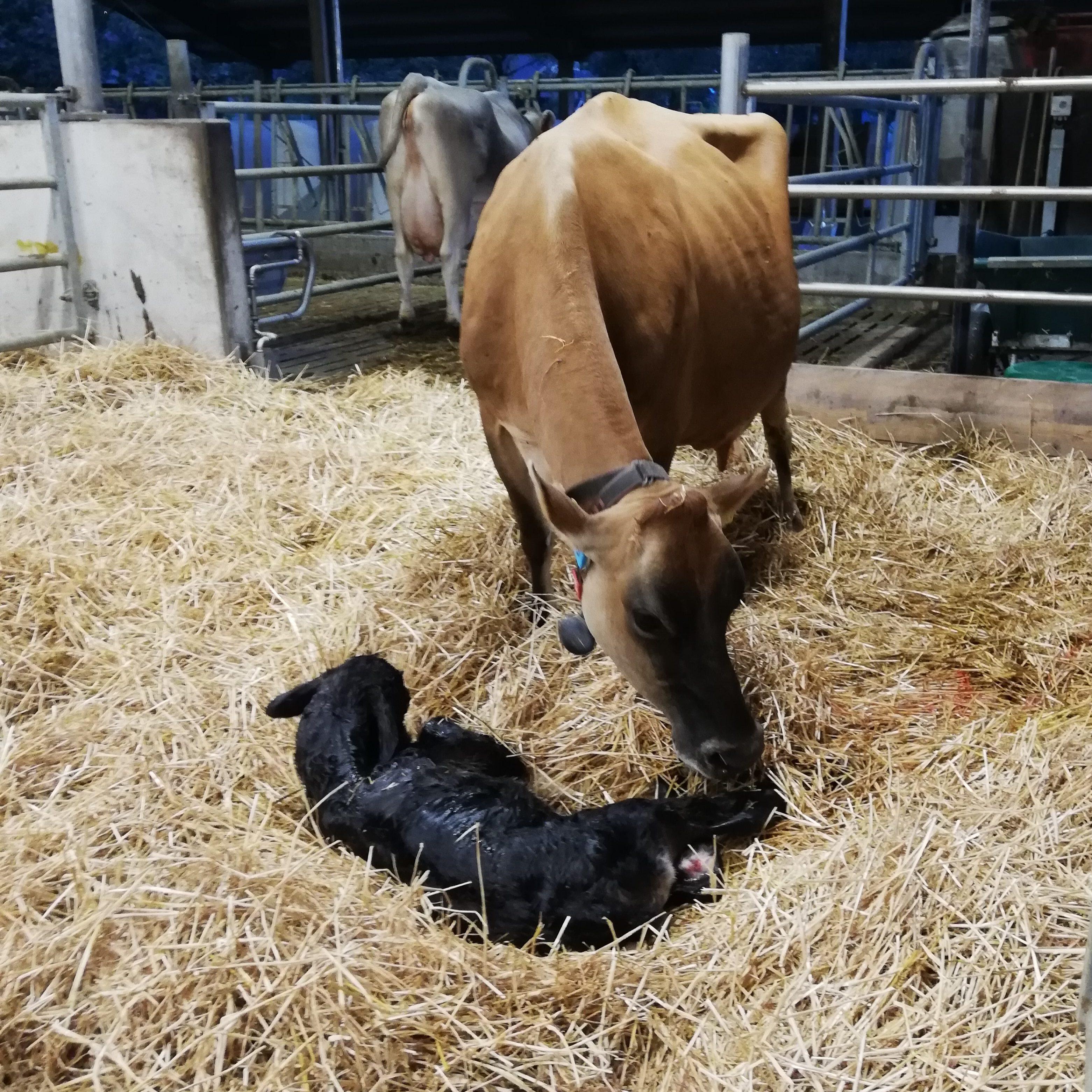Abkalbesaison vorbereiten: Saubere Boxen, ruhige Tiere und Kenntnisse der Geburtsphasen fördern sichere Geburten und helfen, Eingriffe richtig einzuschätzen.