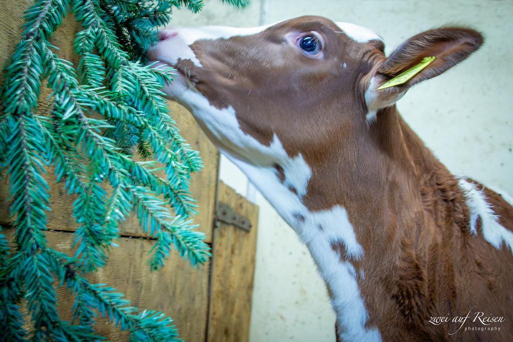 Kälber brauchen mehr als Futter und Milch: Wärme, Frischluft, Sozialkontakt, Beschäftigung und Hygiene fördern Gesundheit und Tierwohl.