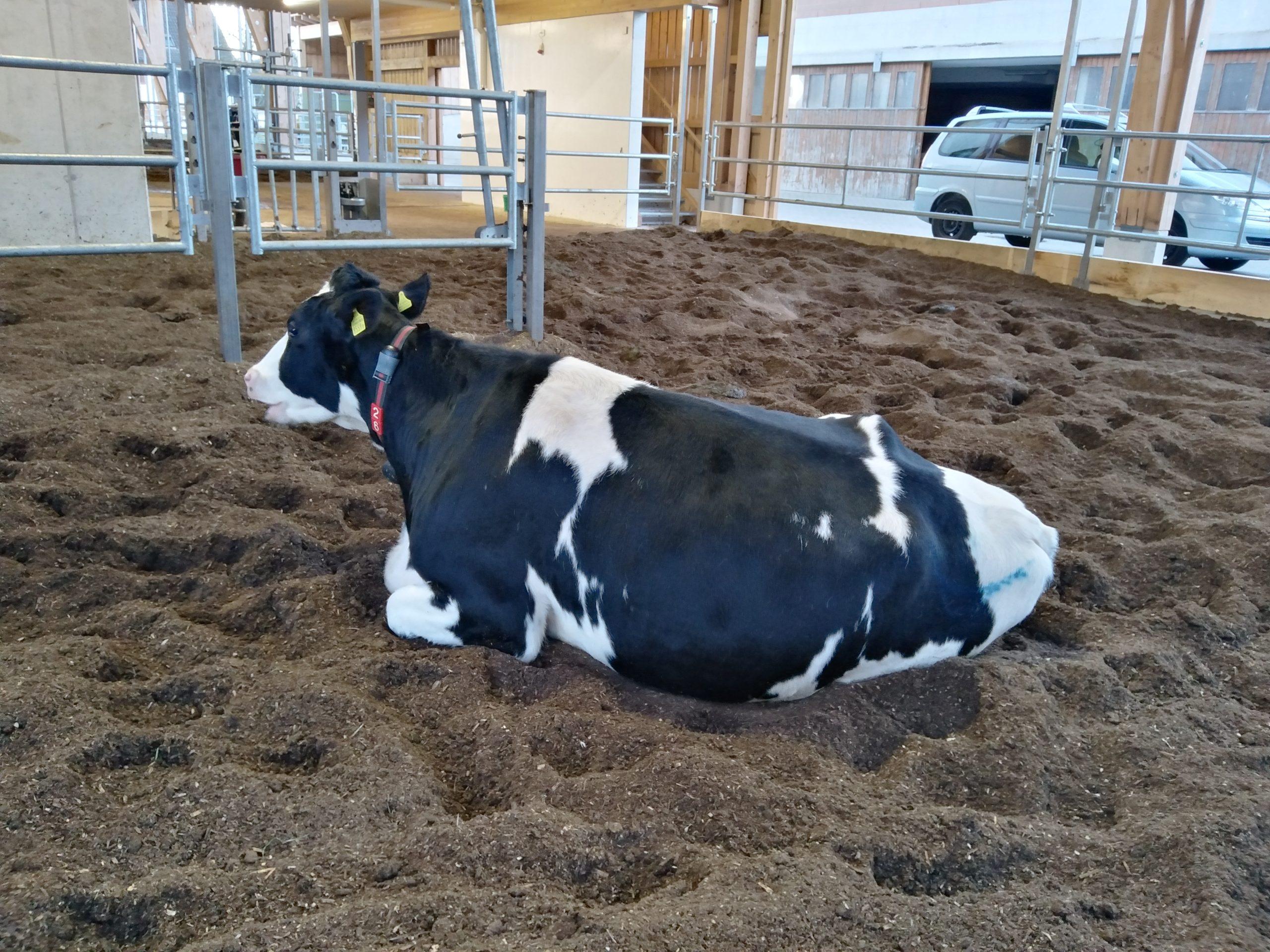 Optimale Haltung fördert Brunstanzeichen bei Kühen – ausreichend Licht, breite Gänge und tiergerechte Ställe verbessern die Fruchtbarkeit.