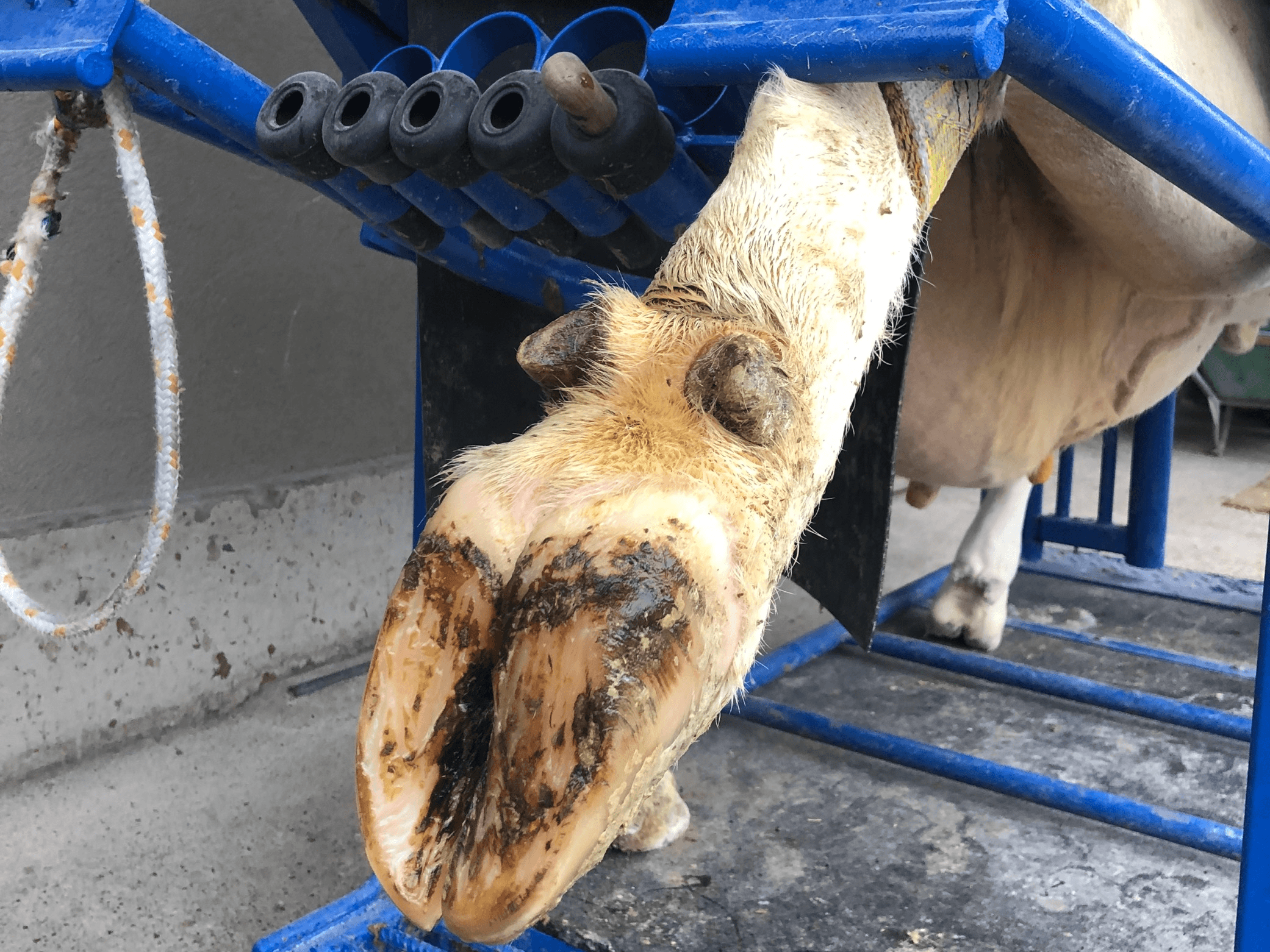 Schweizer Spezialisten haben eine einheitliche, praxisnahe Klauenpflegetechnik entwickelt, die die Gesundheit und Langlebigkeit von Milchkühen durch fünf Schritt der Pflege fördert.