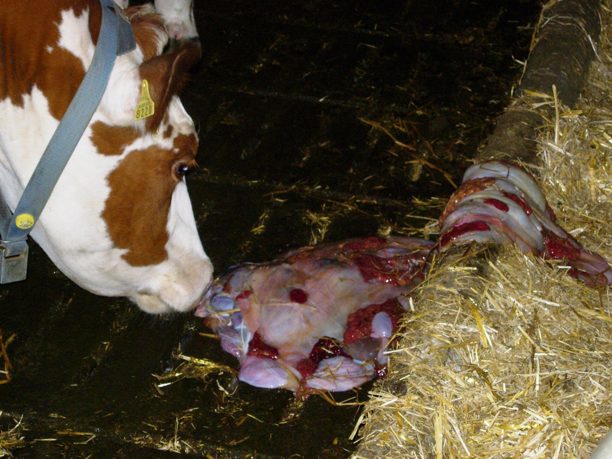 Neospora caninum provoque des avortements bovins, principalement par transmission verticale, et nécessite dépistage, élimination des porteuses et hygiène rigoureuse.