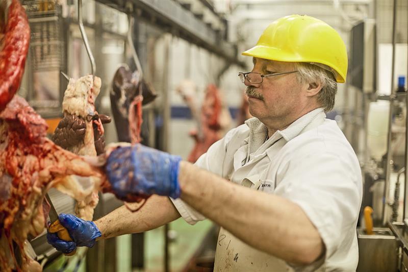 Bandwurm-Finnen im Rind entstehen durch vom Menschen ausgeschiedene Eier, machen Schlachtkörper wertlos und erfordern konsequente Hygiene- und Abwassermassnahmen.