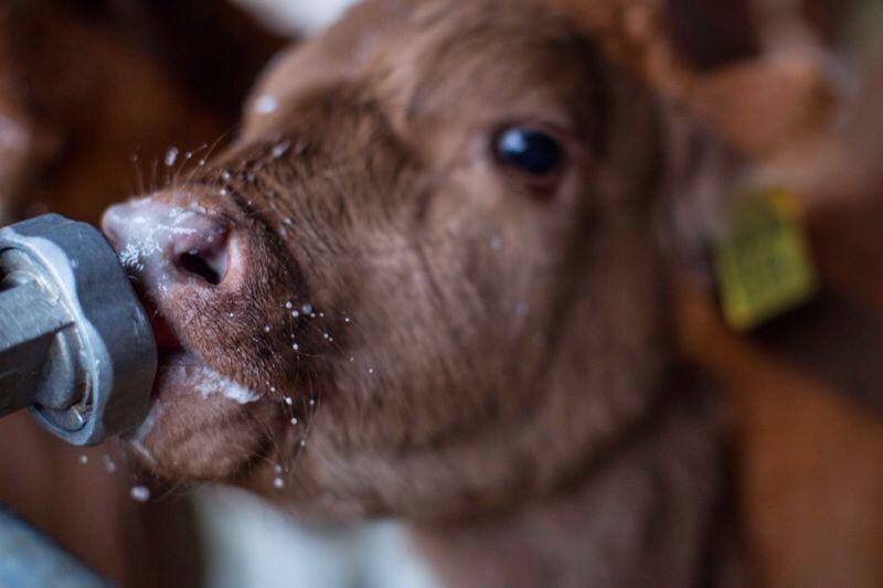 Studie zeigt: Neugeborene Kälber vertragen sehr hohe Milchmengen; Durchfall entsteht eher durch hastiges, stressbedingtes Trinken als durch die Menge.