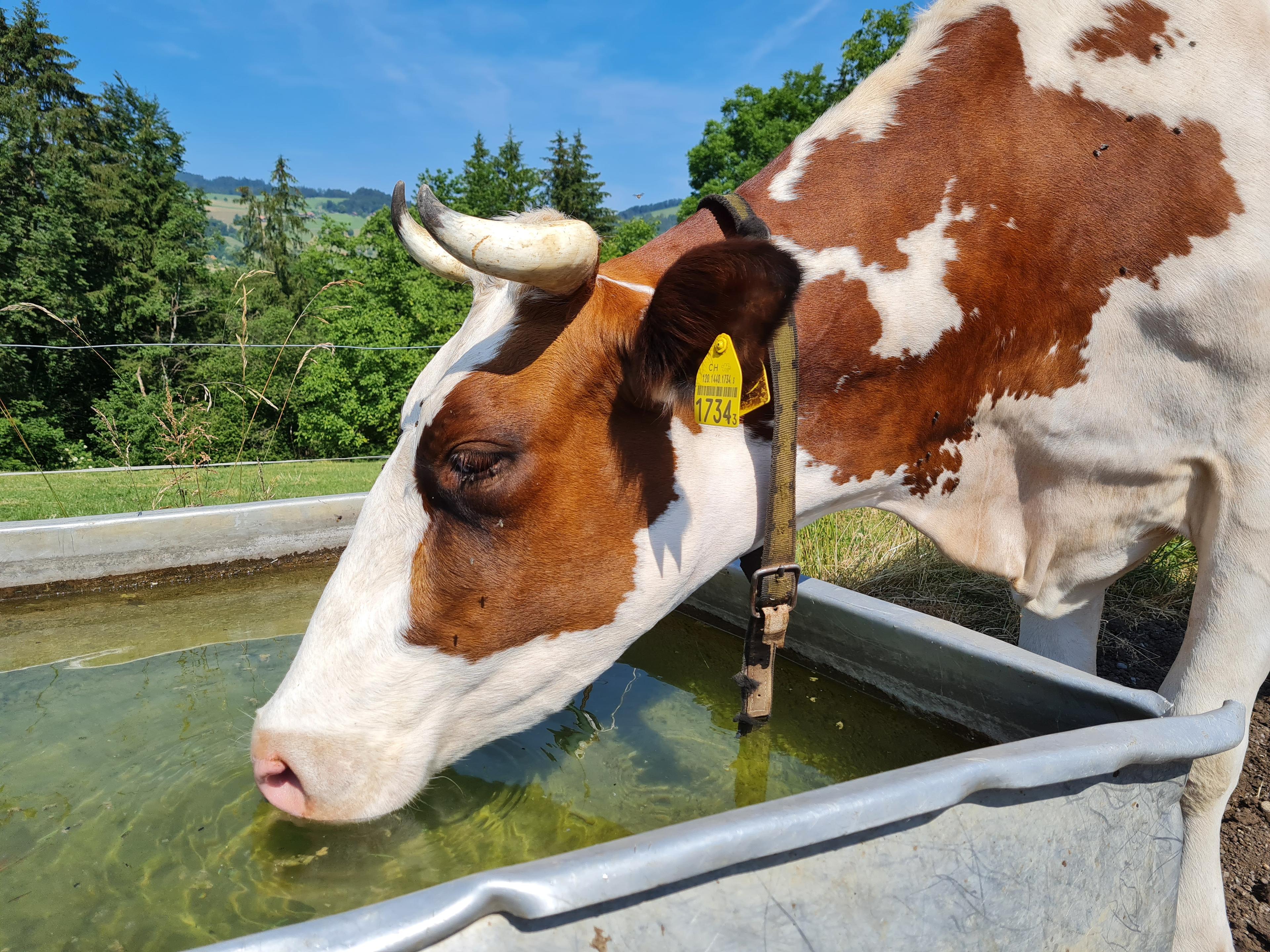 Biofilme in Tränken verschlechtern Wasserqualität, gefährden Tiergesundheit und Leistung und erfordern regelmässige Reinigung, Desinfektion und Stalltechnik.