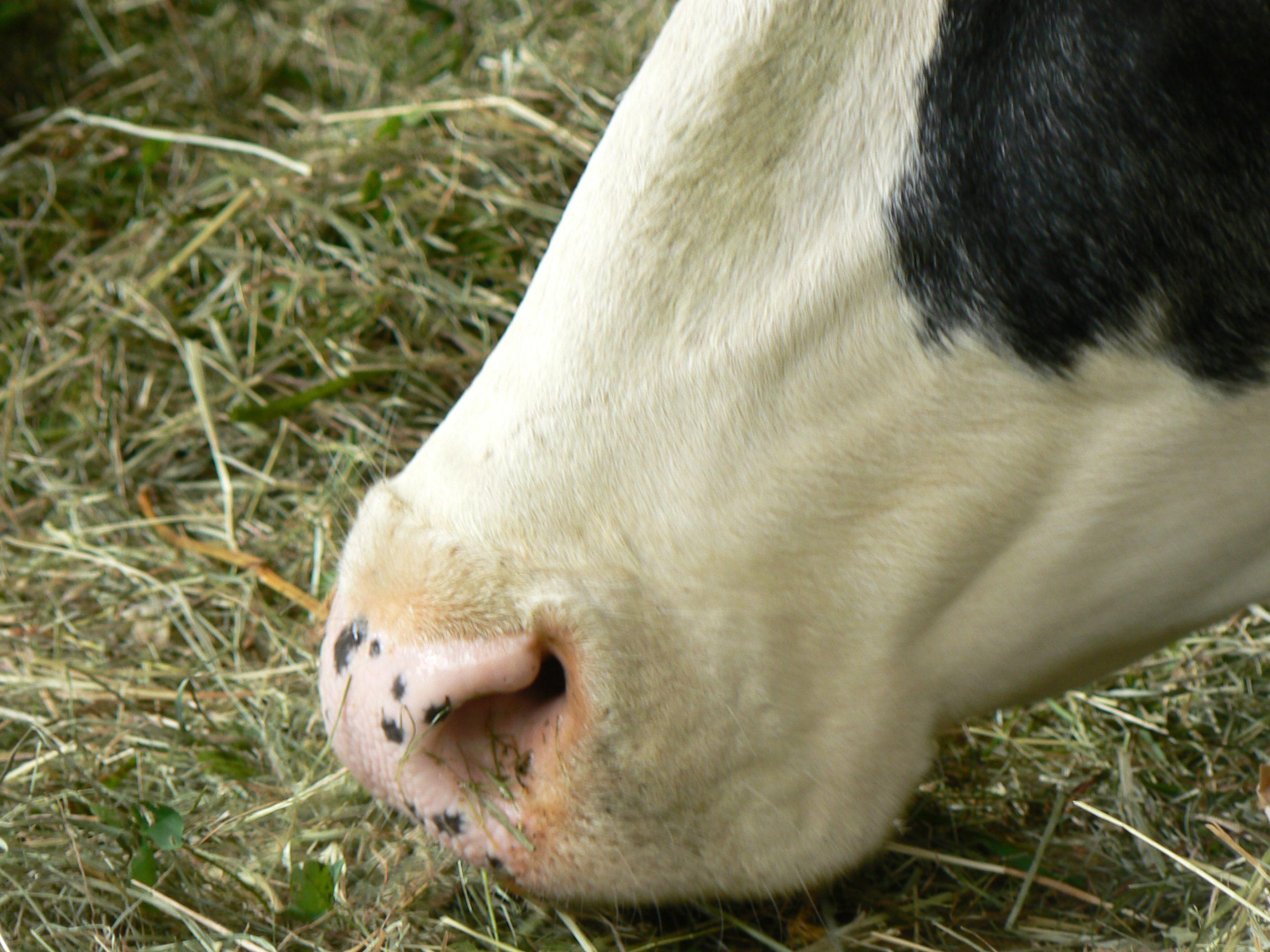 Eine subklinische Ketose bei Kühen verläuft oft unbemerkt, kann jedoch langfristig die Gesundheit und Produktivität durch Leber- und Fruchtbarkeitsprobleme beeinträchtigen.