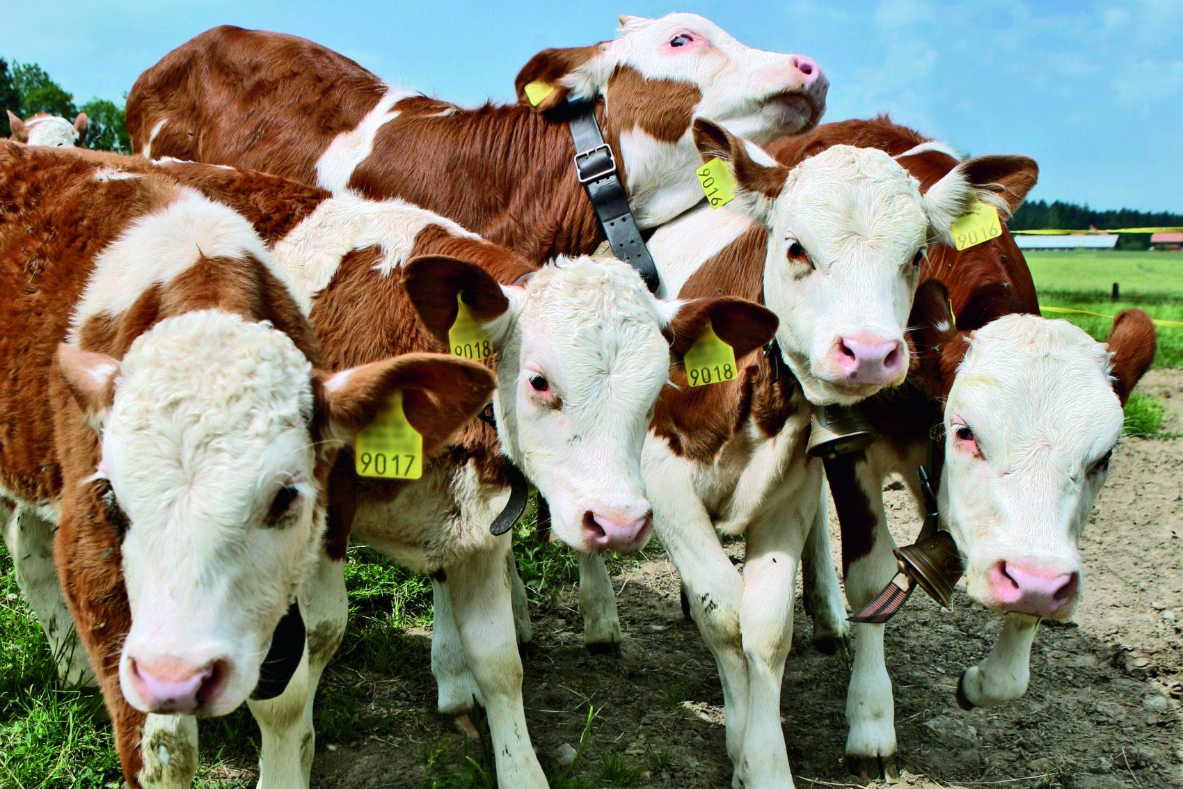 La santé des veaux se joue avant et après la naissance: alimentation de la mère, vêlage propre, colostrum rapide et lait abondant assurent vitalité et performance future.