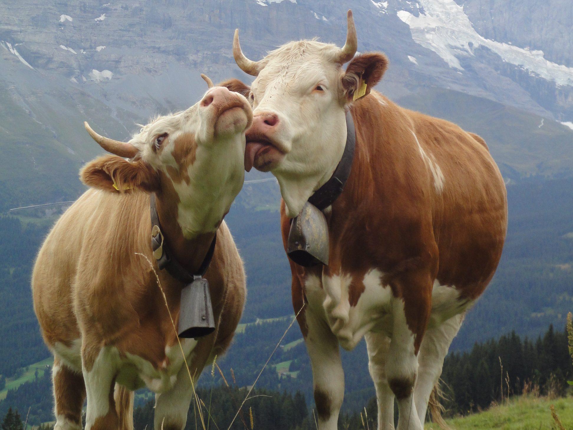 Körpersprache und Verhalten von Rindern sind entscheidend für eine stressfreie Kommunikation.