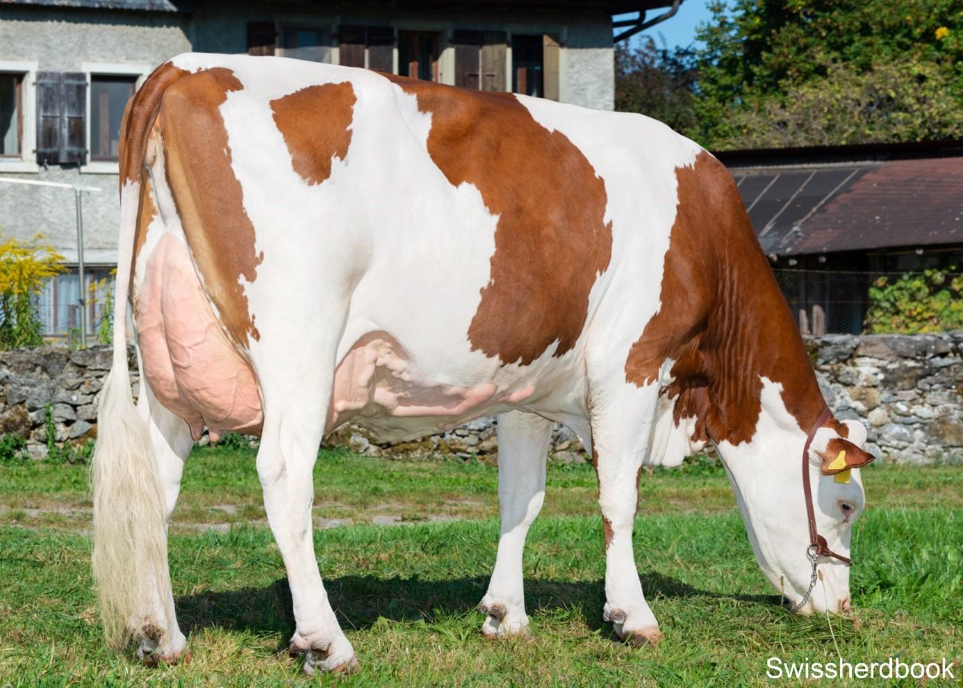 La première vache de race Montbéliarde est venue à Anet pour une FIV avec sa petite-fille.