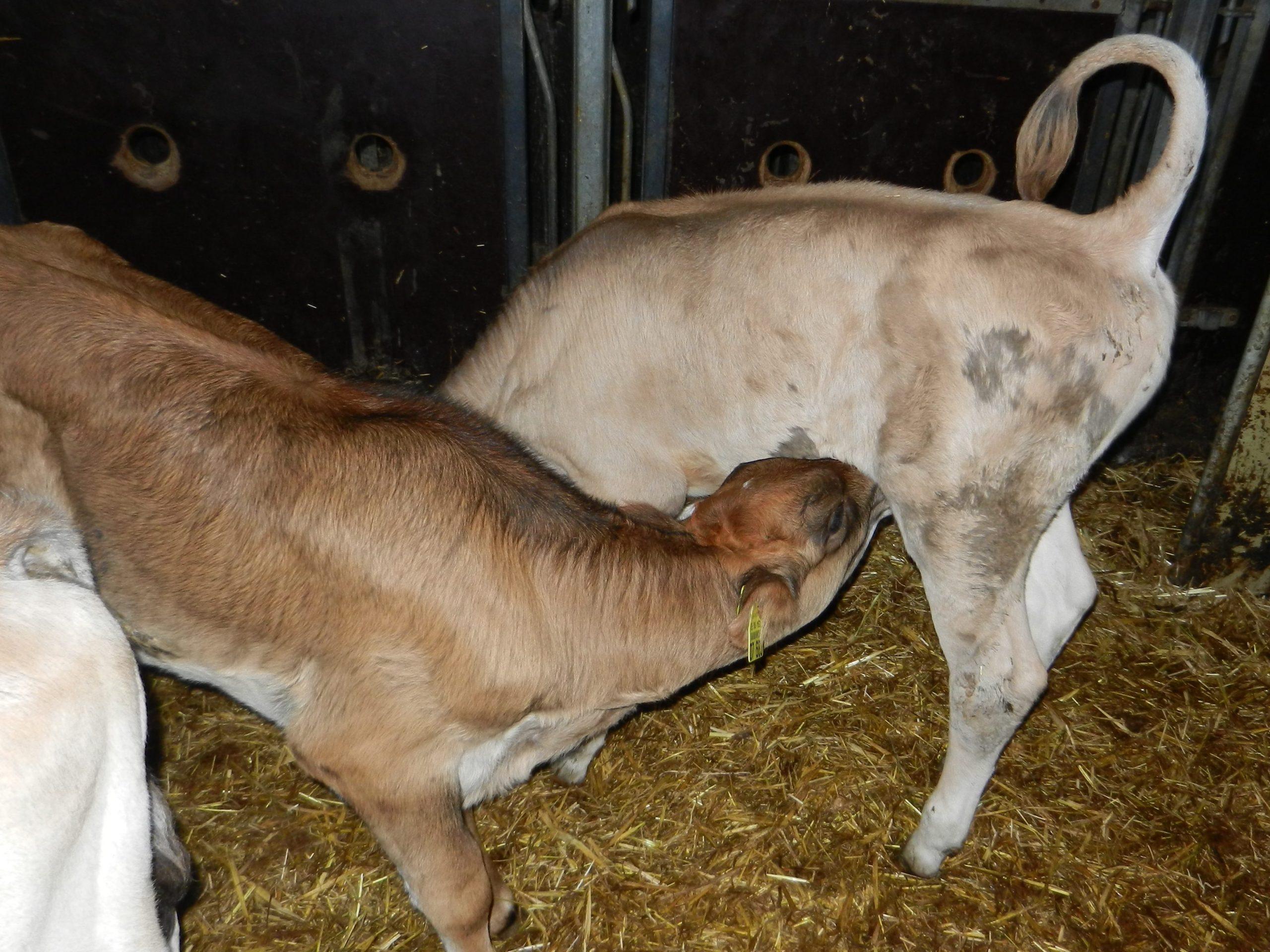 Ursachen und praxisnahe Massnahmen gegen gegenseitiges Besaugen bei Kälbern, mit Fokus auf Tränke, Stallklima und stressarme Aufzucht.