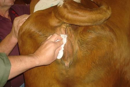 Erfahren Sie alles zur vaginalen Untersuchung bei Kühen: Ablauf, die Bedeutung der Hygiene und Befundinterpretation.