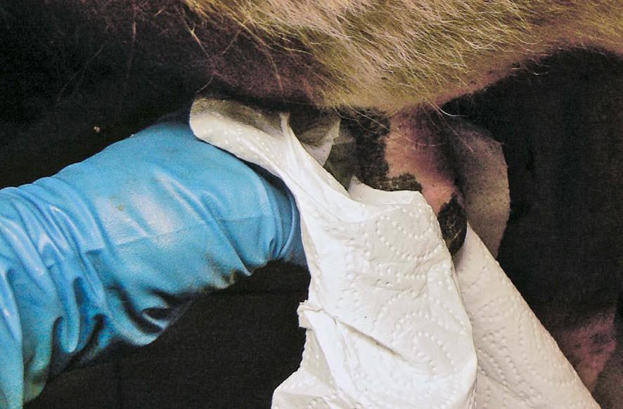 Étude menée dans 100 exploitations suisses: lacunes en routine et technique de traite, mesures d’hygiène pour améliorer la santé mammaire.