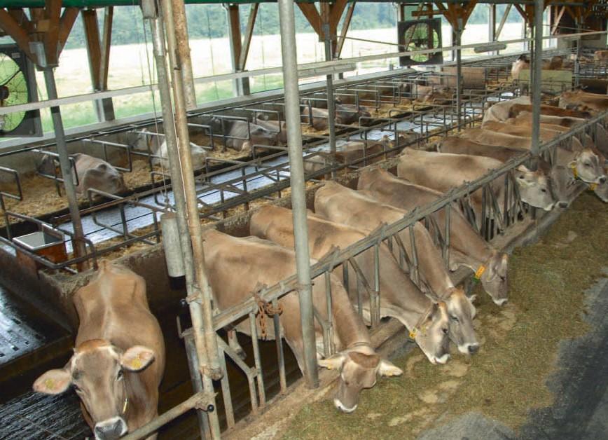 Brunst bei Kühen zeigt Wohlbefinden und ausreichende Energieversorgung; stille Brunst weist oft auf Mängel in Haltung, Fütterung oder Stallklima hin.