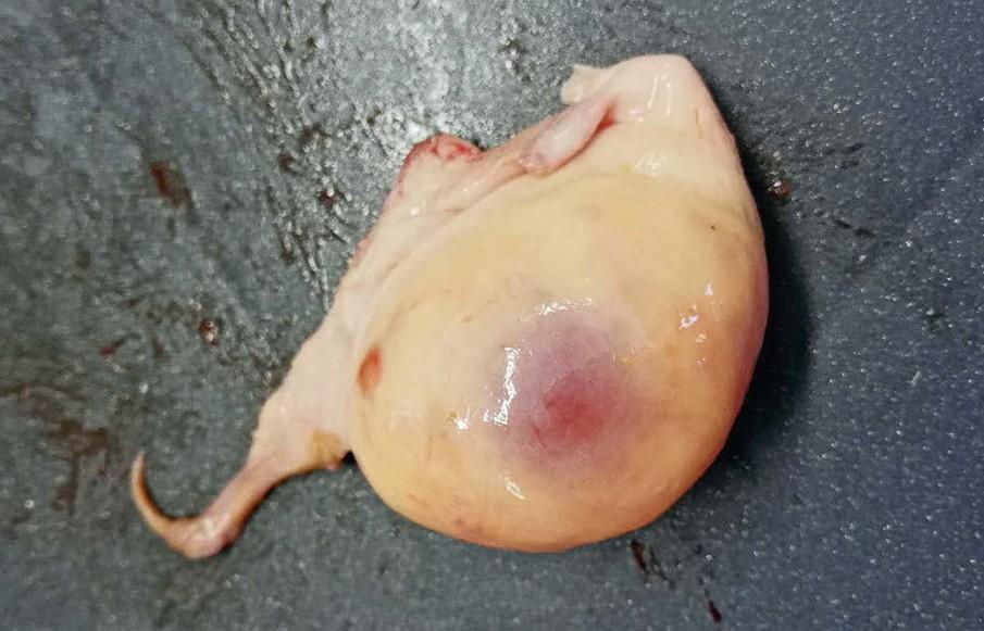 Galtzeit und Frühlaktation beeinflussen über Stoffwechsel, Fütterung und Toxine die Reifung der Follikel und damit die spätere Fruchtbarkeit der Kuh.
