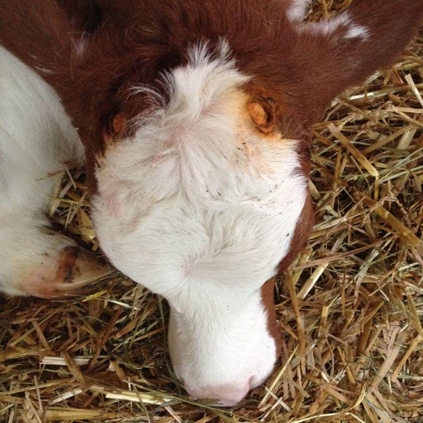 Das Enthornen von Kälbern: rechtliche Vorgaben in der Schweiz, Ziel der Schmerzfreiheit, empfohlene Schmerztherapie und Alternativen.