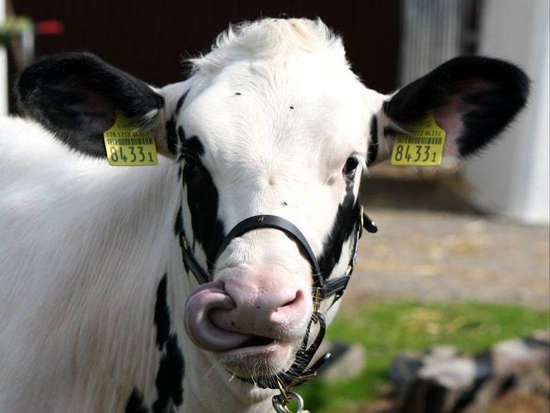 Die Zunge von Kühen und Kälbern ist wichtig für Futteraufnahme und Körperpflege; Veränderungen sollten tierärztlich abgeklärt werden.