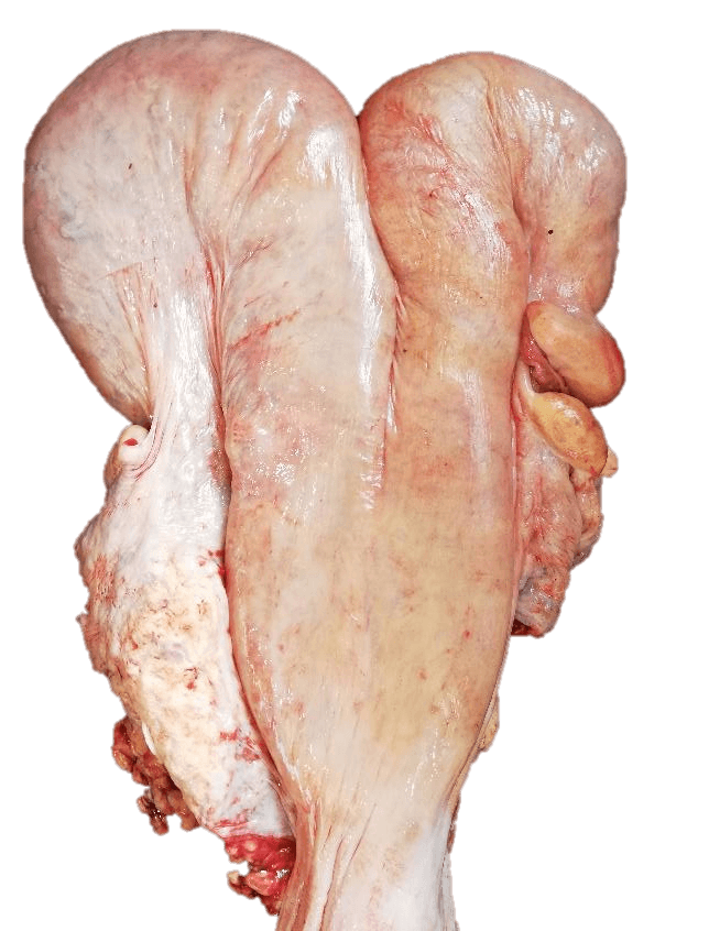 Kuhsignal – Asymmetrische Gebärmutterhörner Gebärmutterasymmetrie bei Kühen: Ursachen, Bedeutung & Tipps für die Tiergesundheit.