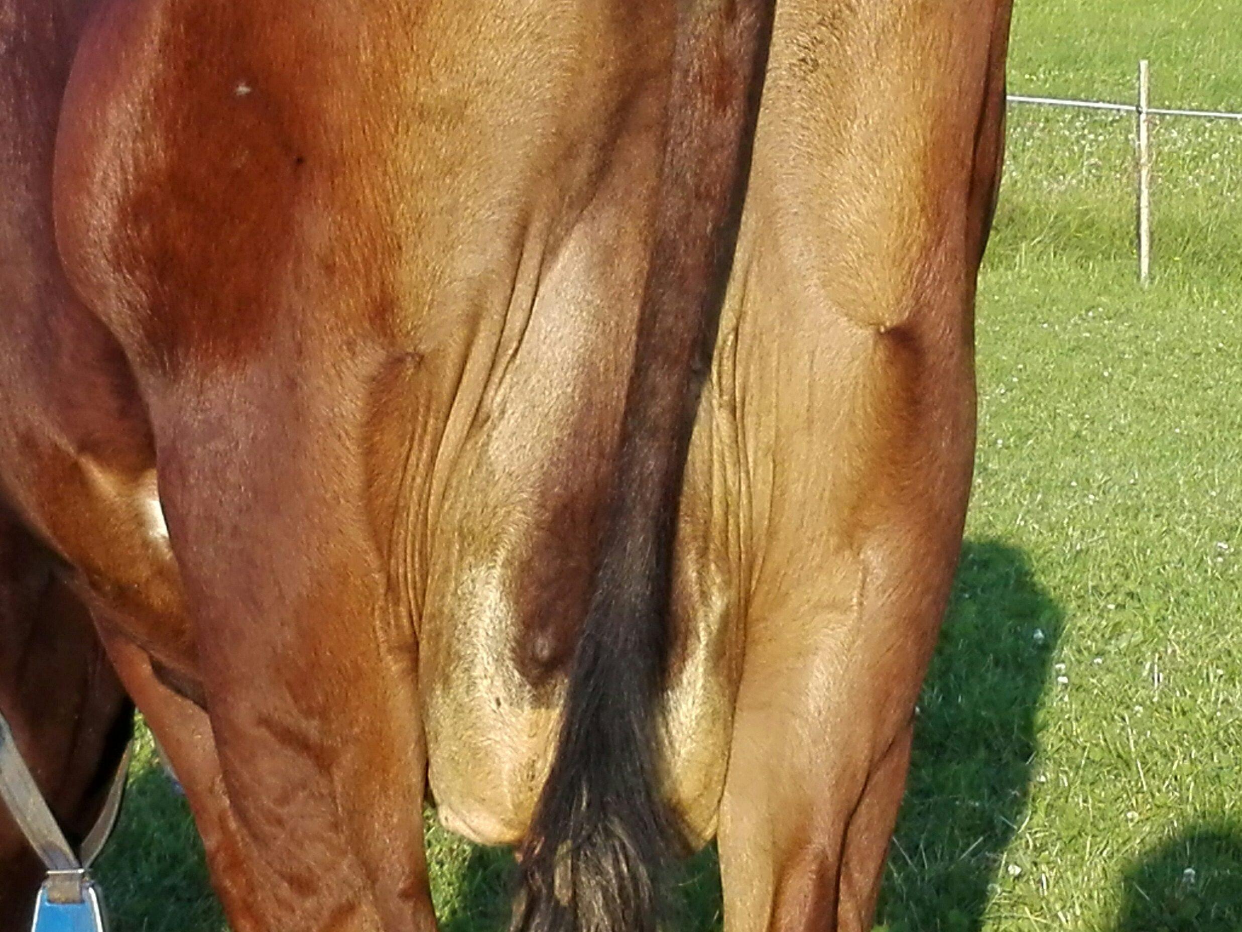 Harnstoff-Gehalt der Milch Der Harnstoffgehalt der Milch zeigt die Eiweissversorgung im Pansen an. Der Zielwert von 15–27 mg/d hilft Tiergesundheit und Fruchtbarkeit zu steuern.
