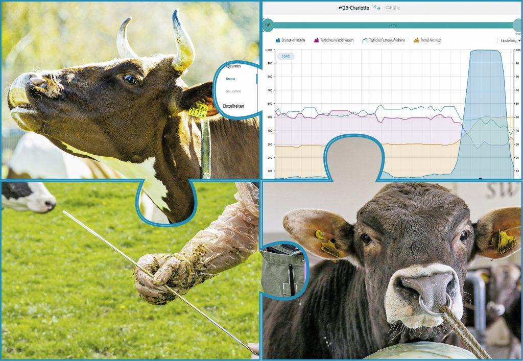 Les facteurs de réussite pour une gestation Gestation réussie chez la vache grâce à la santé, l’alimentation, la gestion des chaleurs, le bon moment d’insémination et une semence de qualité.