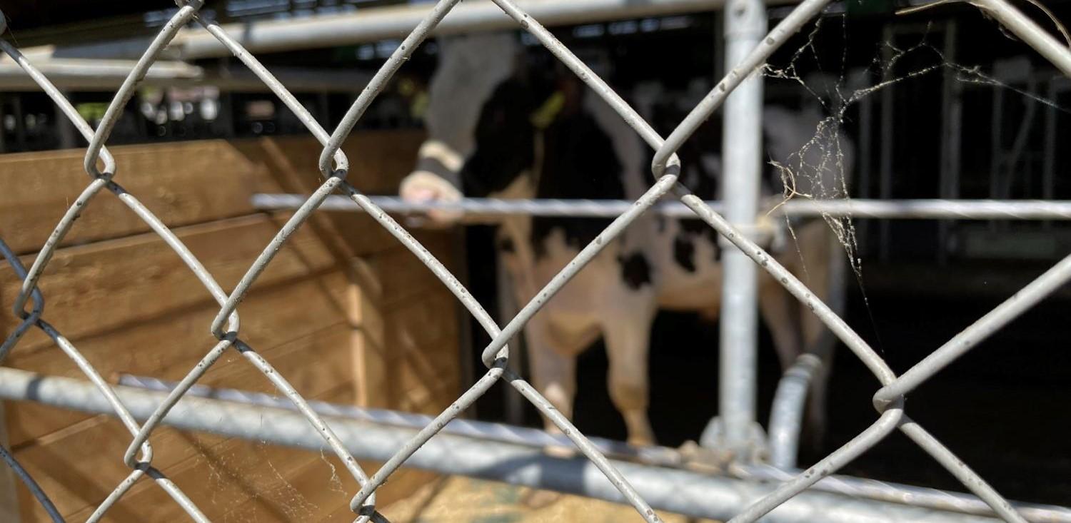 Biosicherheit bei der Besamung stärken Angesichts zunehmender Tierseuchen stärkt Swissgenetics die Biosicherheit bei der Besamung durch Stresstests, Schulungen und Hygienemassnahmen auf den Betrieben.
