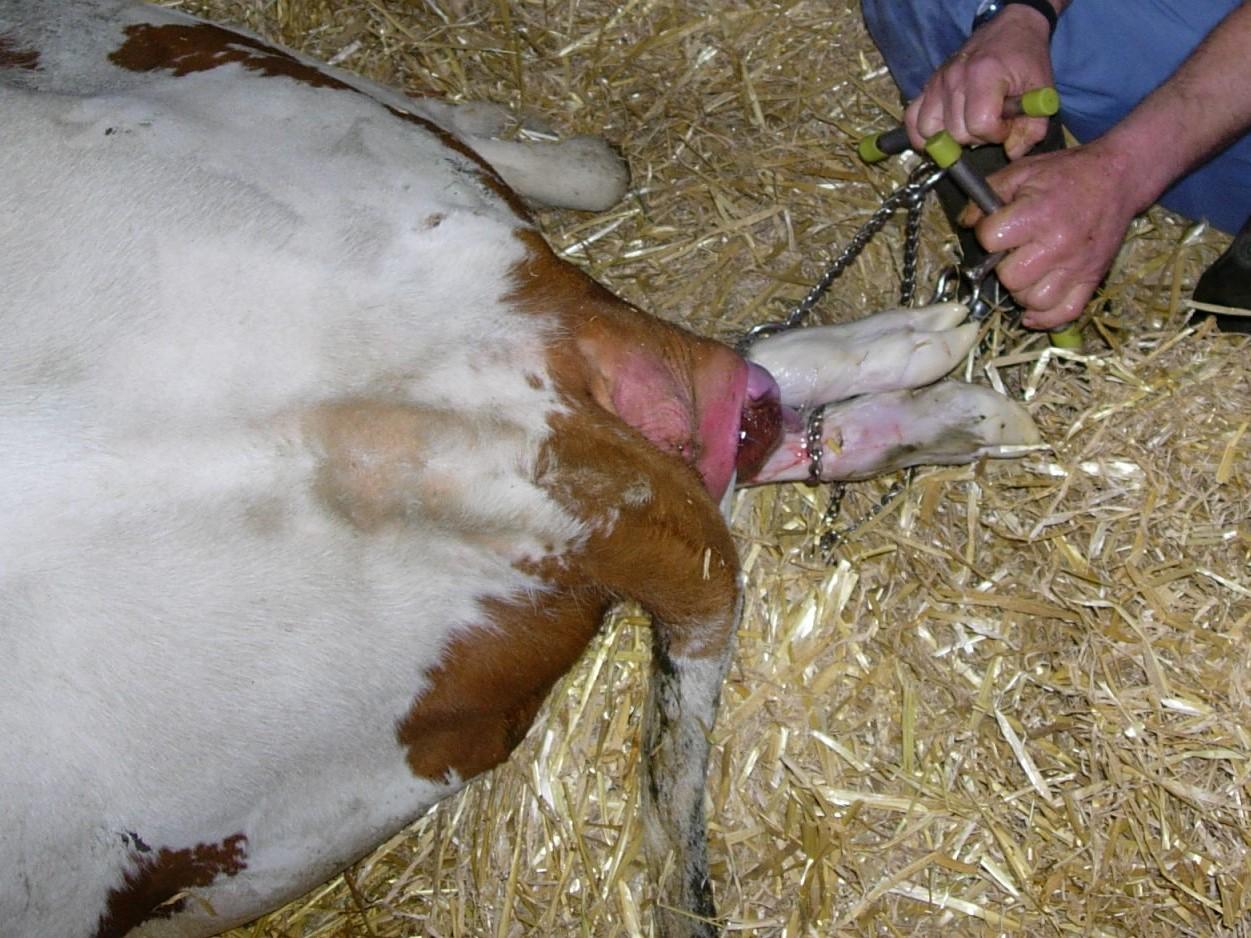 Examen de contrôle et aide à la traction lors du vêlage Lors d’un vêlage difficile, un contrôle hygiénique guide l’aide à la traction; en cas de doute ou de mauvaise position, appelez le vétérinaire.