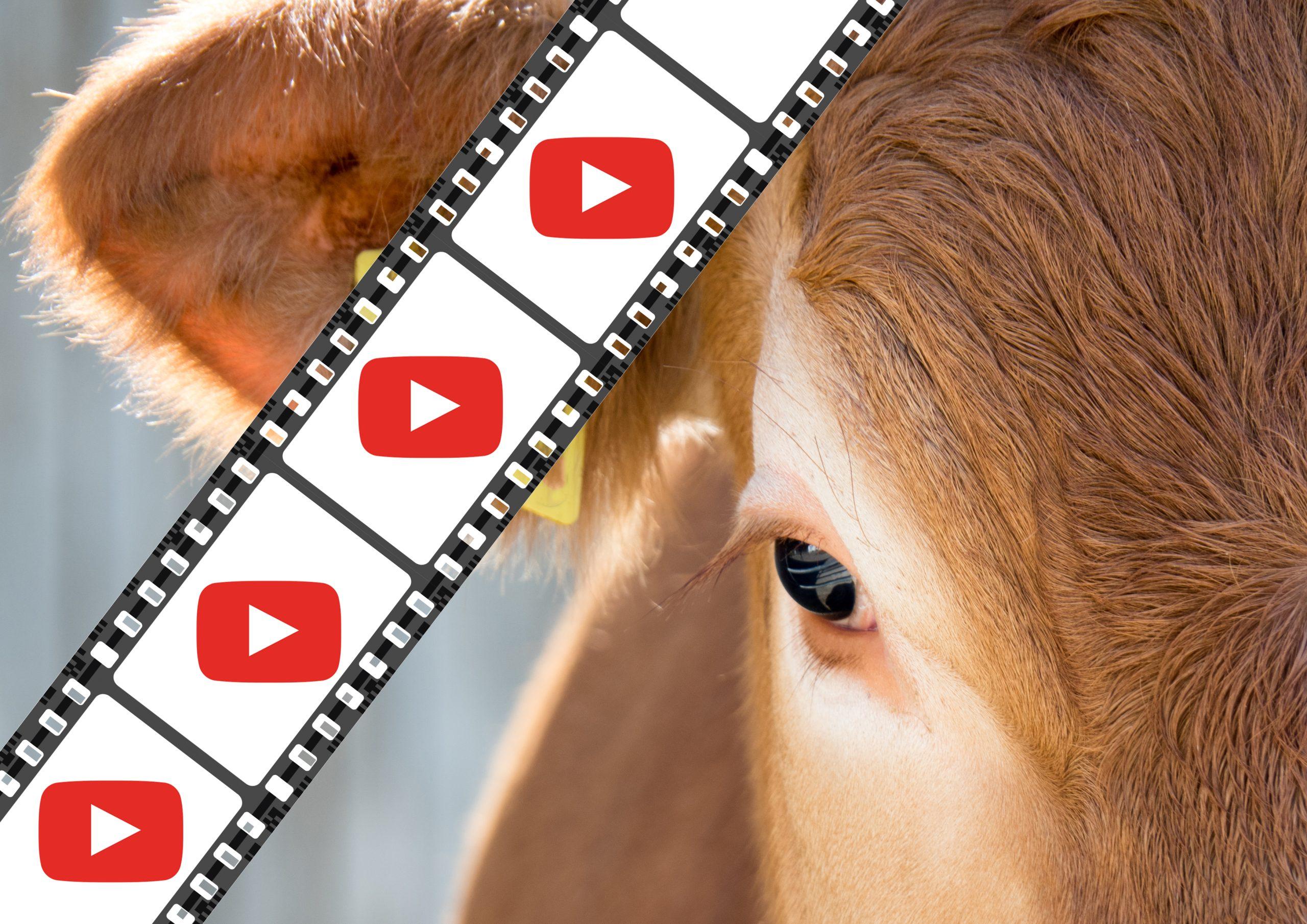 Film – Samenhandling Korrekte Samenbehandlung vor, während und nach dem Auftauen ist entscheidend für den Besamungserfolg und zeigt, wie Details die Fruchtbarkeit beeinflussen.