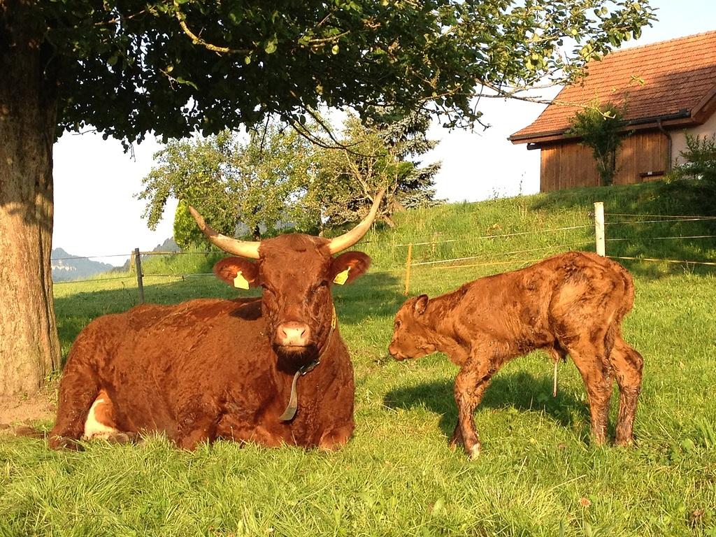 Phase post-vêlage Après le vêlage, il est essentiel de surveiller la santé de la vache en prenant sa température deux fois par jour, d'évaluer son état général et de veiller à une gestion appropriée pour favoriser la lactation.