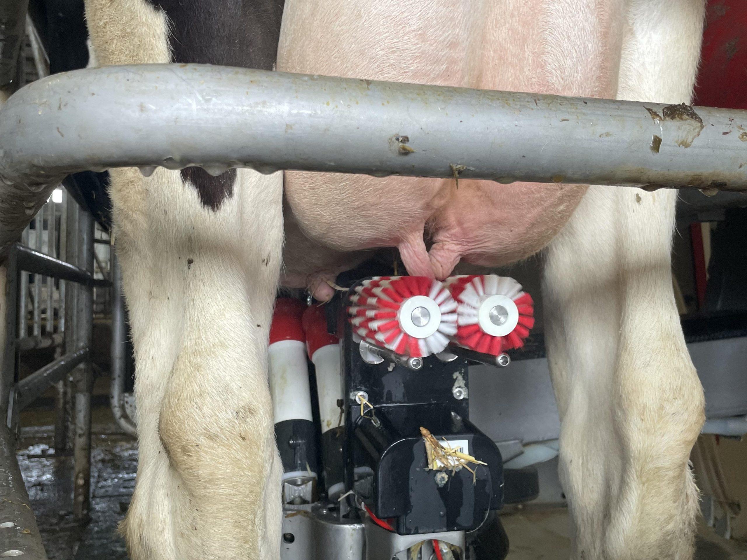 Sauber melken mit und ohne Roboter Gesunde Euter erfordern sorgfältige Melkarbeit, Hygiene und Systemüberwachung; bei automatischen Melksystemen sind besondere Massahmen zur Eutergesundheit notwendig.