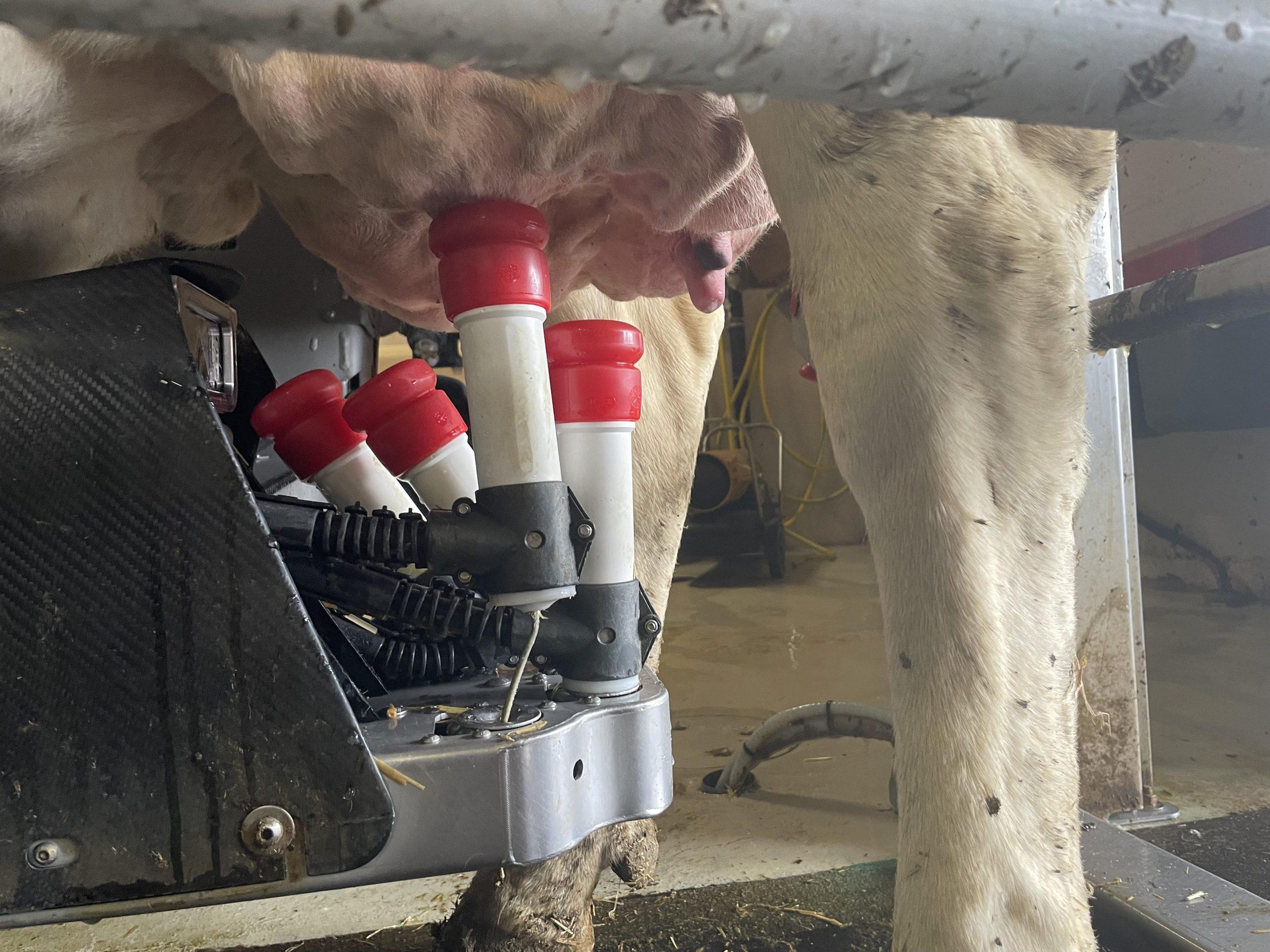 Zitzen liefern Feedback zur Melkarbeit Der Zustand der Zitzen zeigt die Qualität der Melkarbeit, weist auf Fehler an der Melkanlage hin und hilft, Mastitis sowie Langzeitschäden zu vermeiden und Eutergesundheit zu sichern.