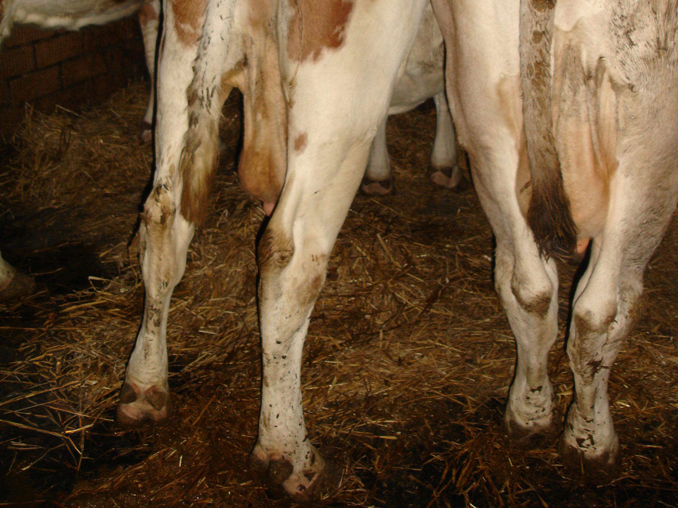 Kuhsignal – Kuhhessige Beinstellung Kuhhessige Beinstellung entlastet bei schmerzhaften oder unzureichend gepflegten Hinterklauen; regelmässige Klauenpflege beugt vor.