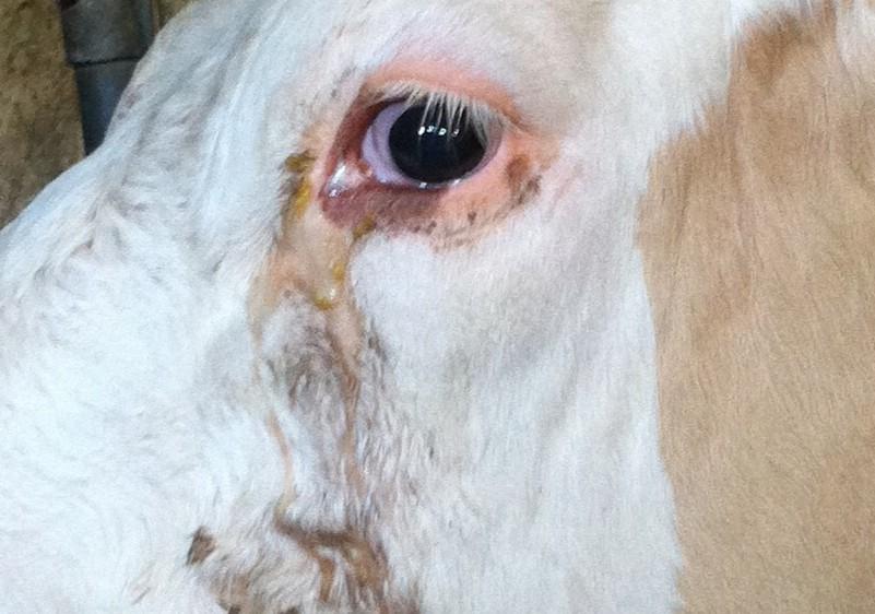 Augenentzündung "Pink eye" (Weidekeratitis) Pink Eye (Weidekeratitis) ist eine schmerzhafte, ansteckende Augenentzündung beim Rind, begünstigt durch UV-Strahlung, Fliegen und Verletzungen; frühe Behandlung entscheidend.