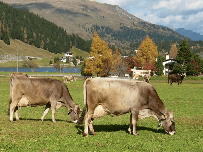Harnstoff steigt – Fruchtbarkeit sinkt Hohe Harnstoffwerte aus proteinreichem Herbstgras belasten Stoffwechsel und Fruchtbarkeit bei Kühen. Regelmässige Kontrollen und Energieausgleich helfen.