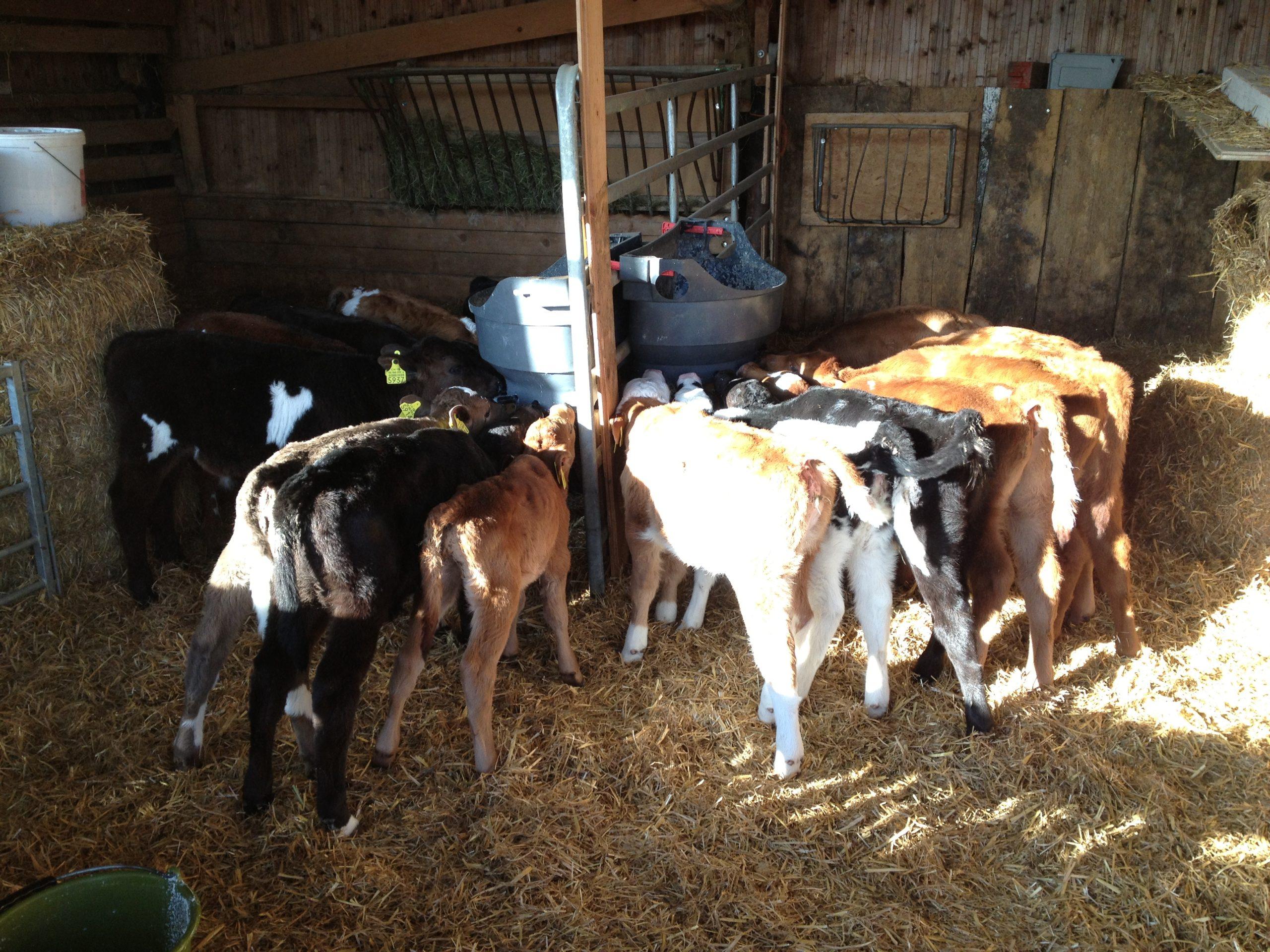 Joghurt-Tränke für Kälber Die Joghurt-Tränke bietet Kälbern gut verträgliche Milch, verbessert Hygiene und Arbeitsaufwand und ist eine kostengünstige Alternative.